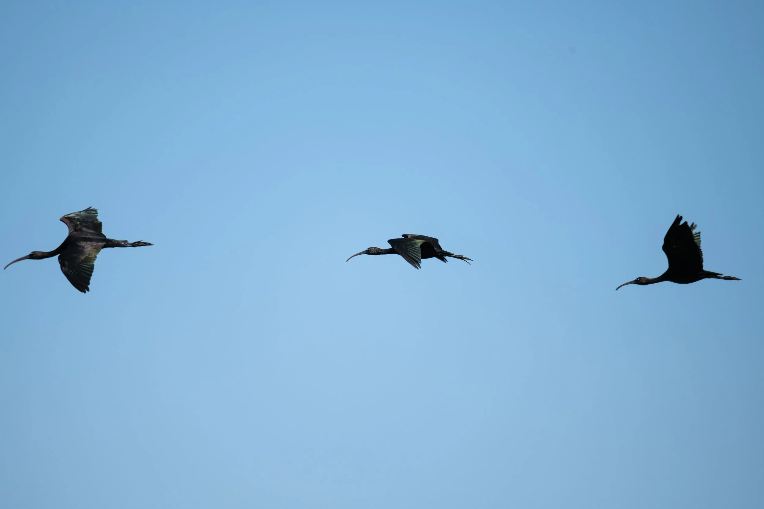 Salvaterra de Magos; COTArroz 2022 - Íbis preta