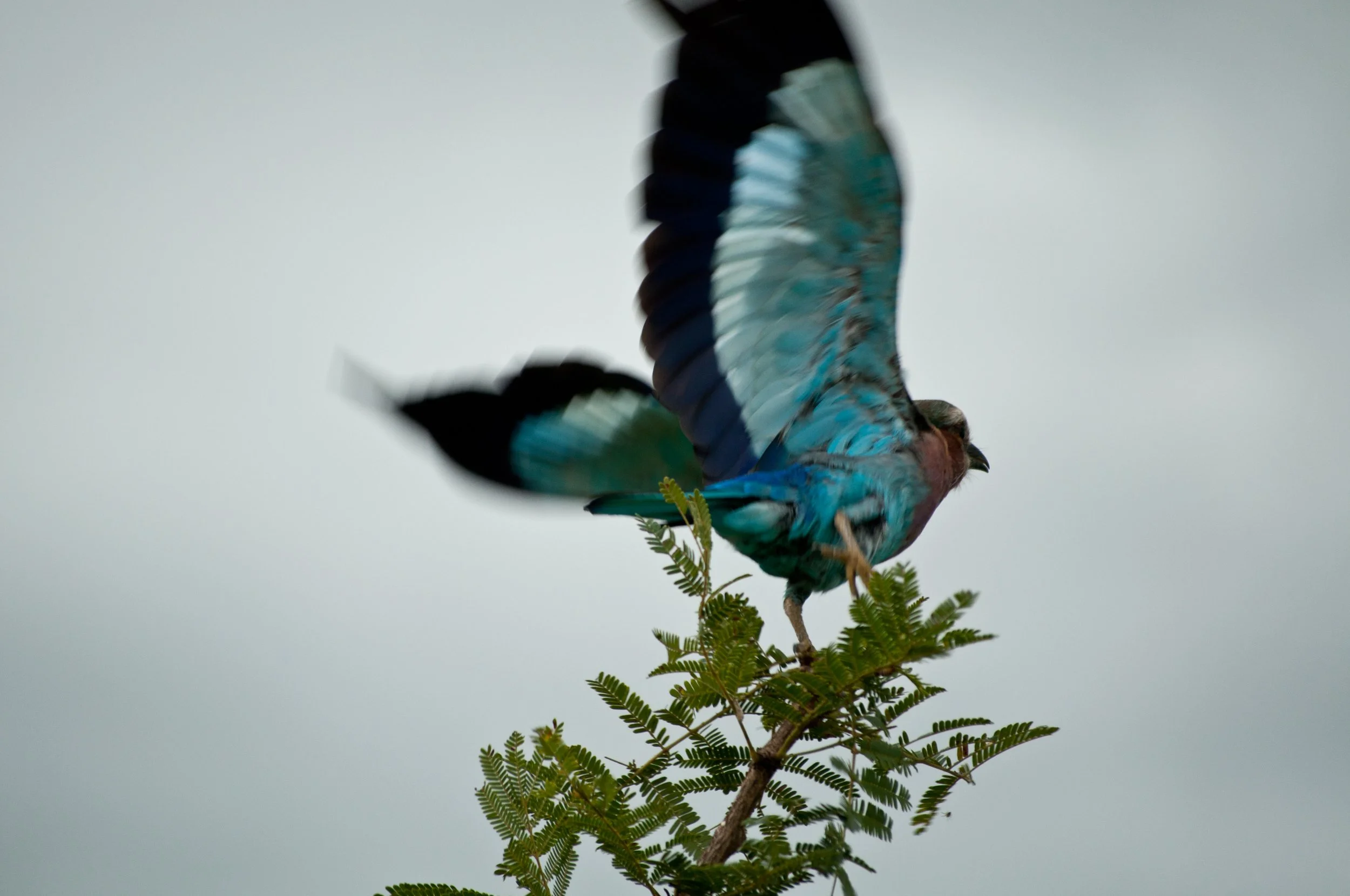 Kruger National Park 2013