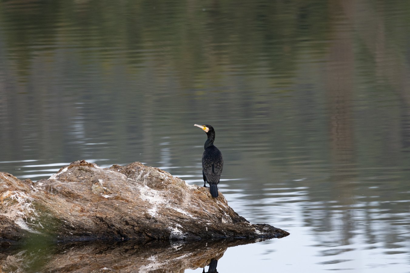 Barragem do Carril (Tomar) - 2023 - Corvo marinho