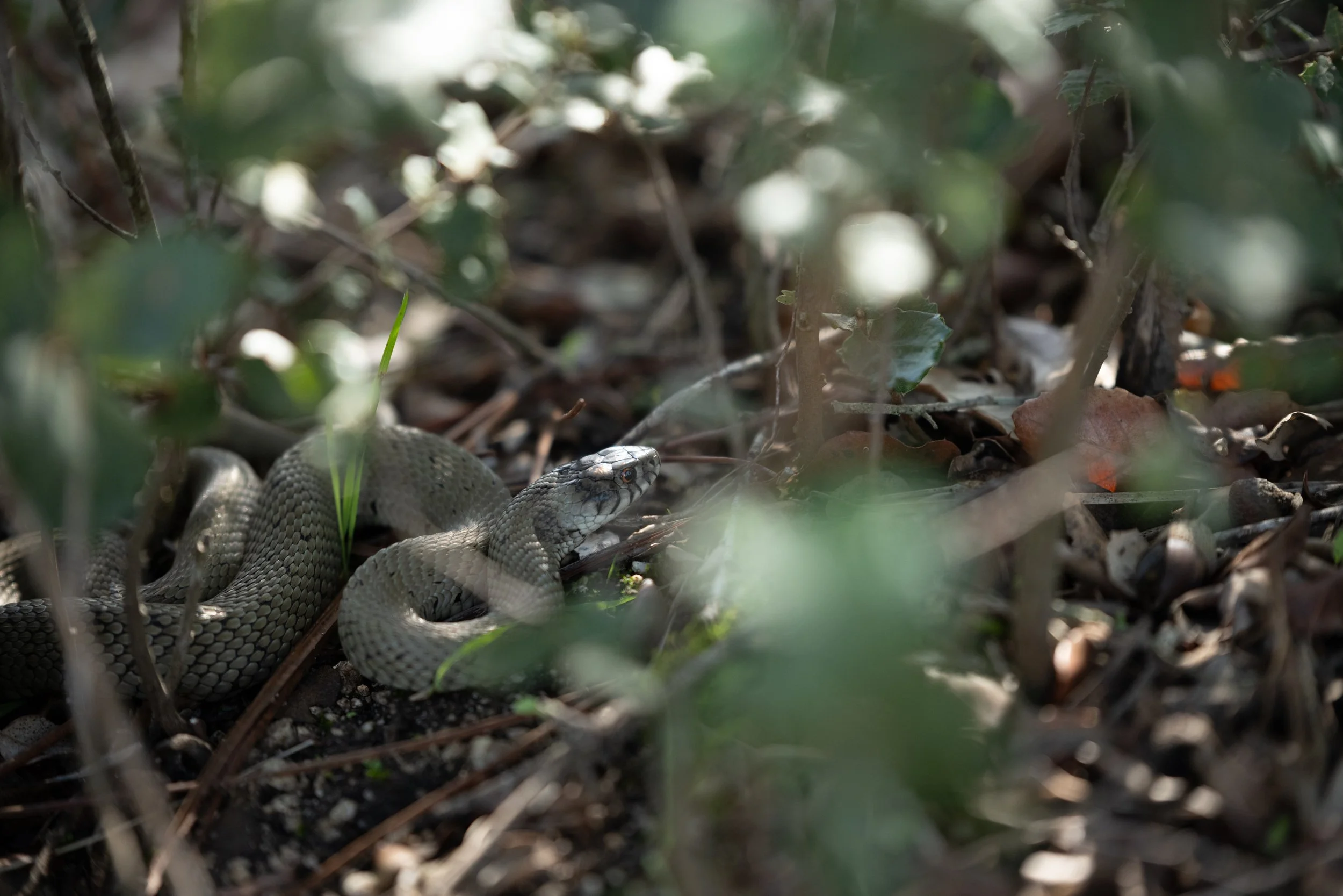 Tomar - Cobra (em casa...)
