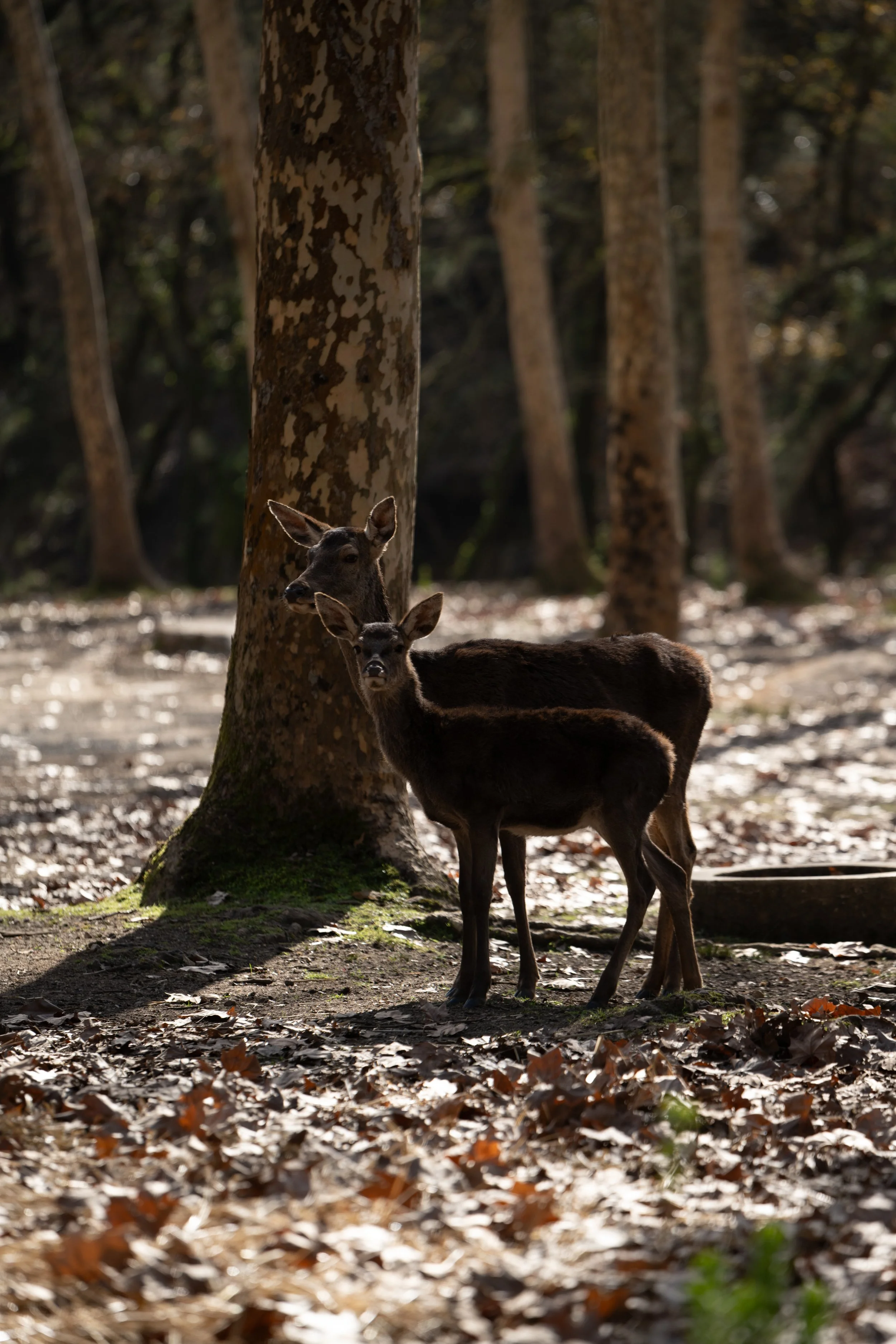 Tapada de Mafra 2022