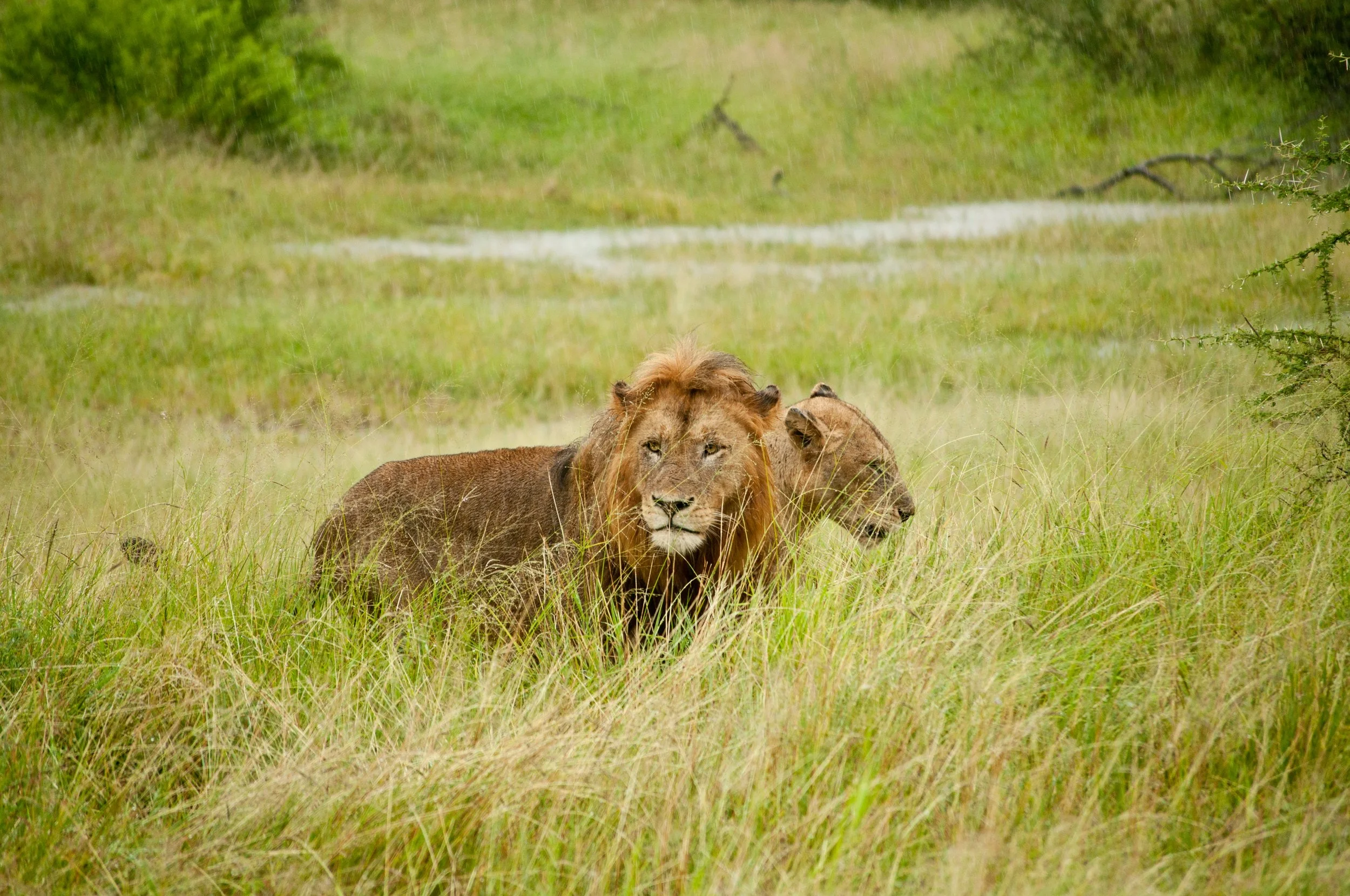 Kruger National Park 2013
