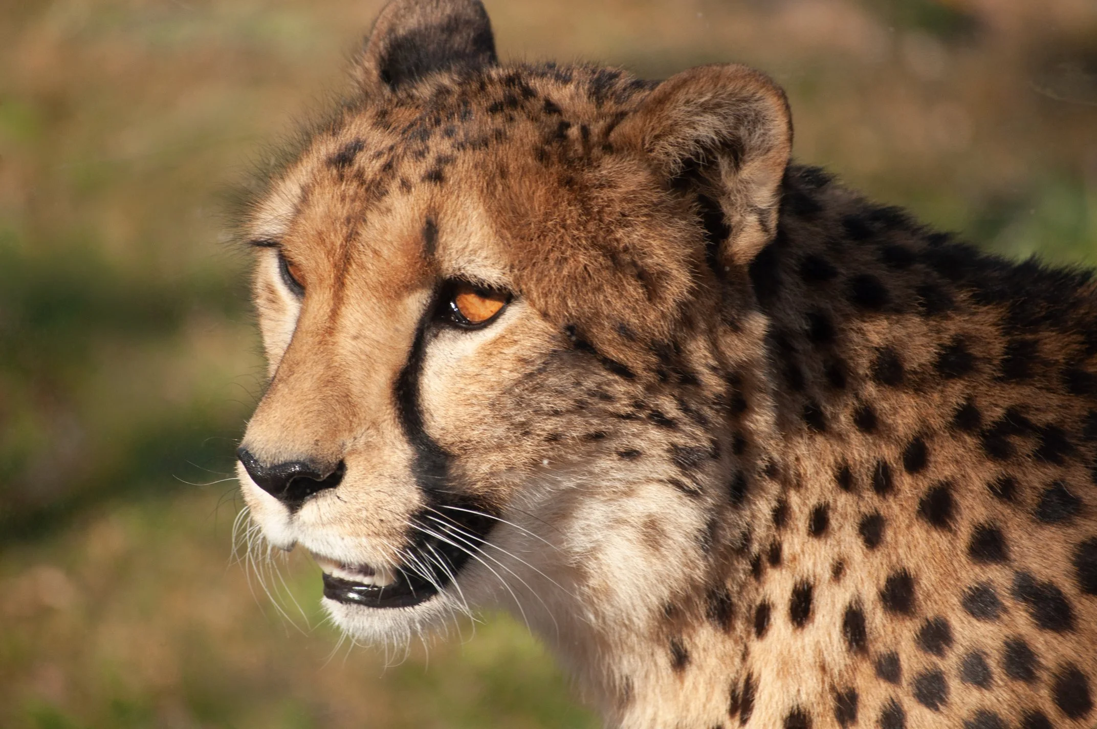 Jardim Zoológico de Lisboa 2012