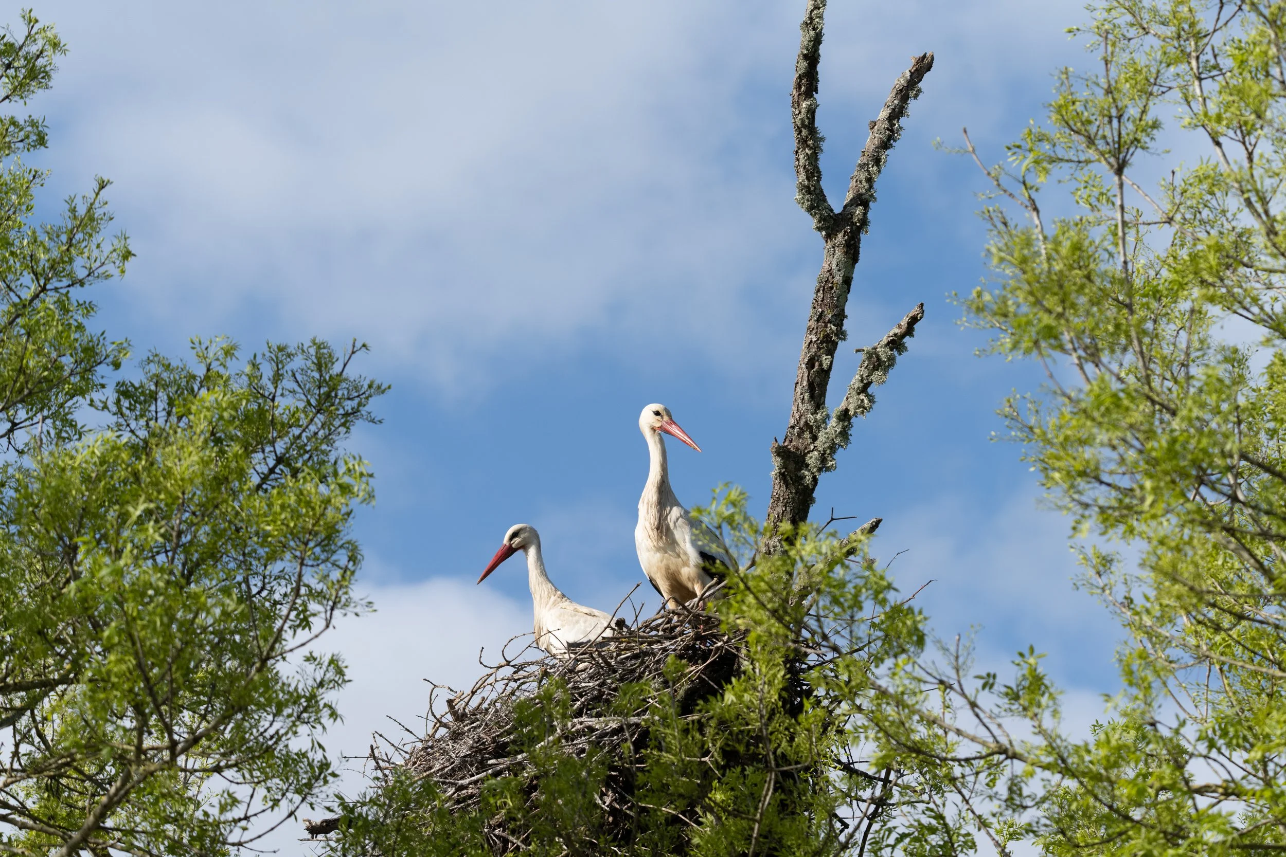 Salvaterra de Magos; COTArroz 2024 - Cegonha