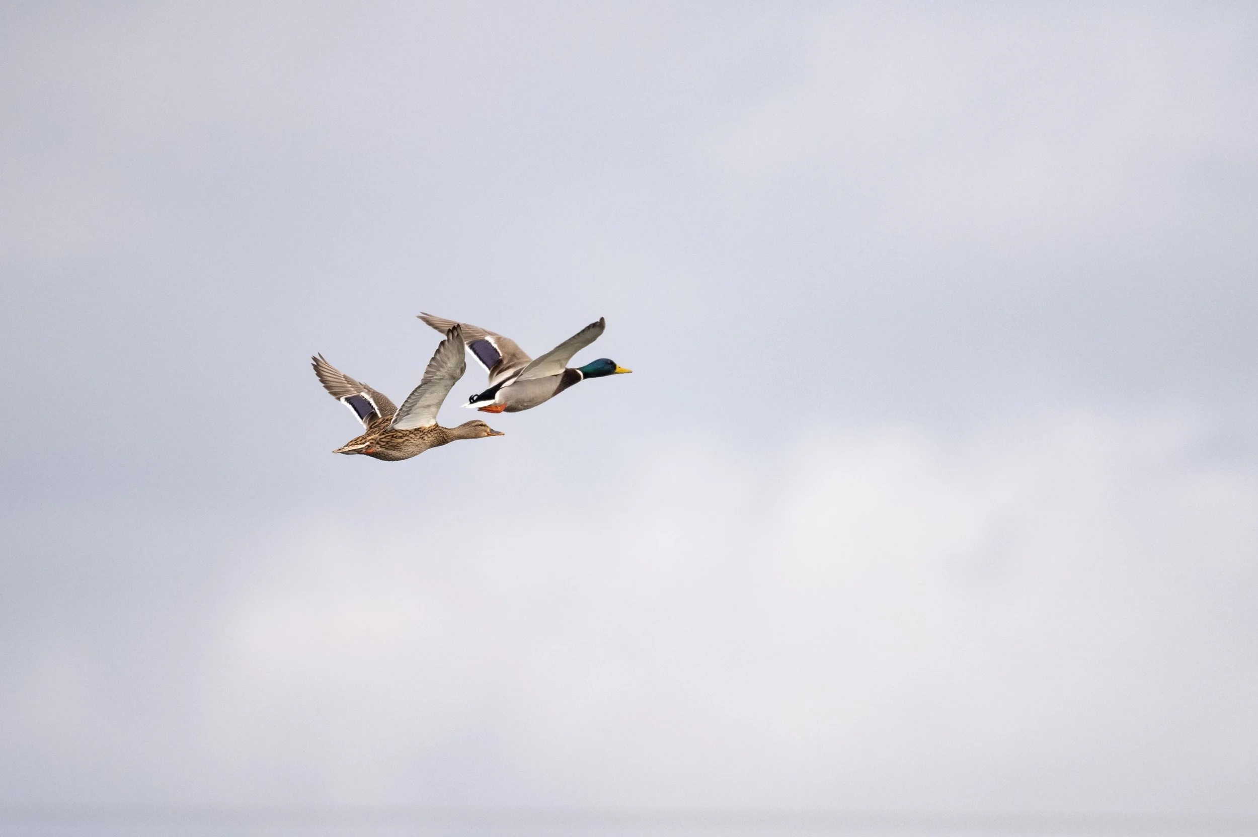 Barragem do Carril (Tomar) 2024 - Pato real