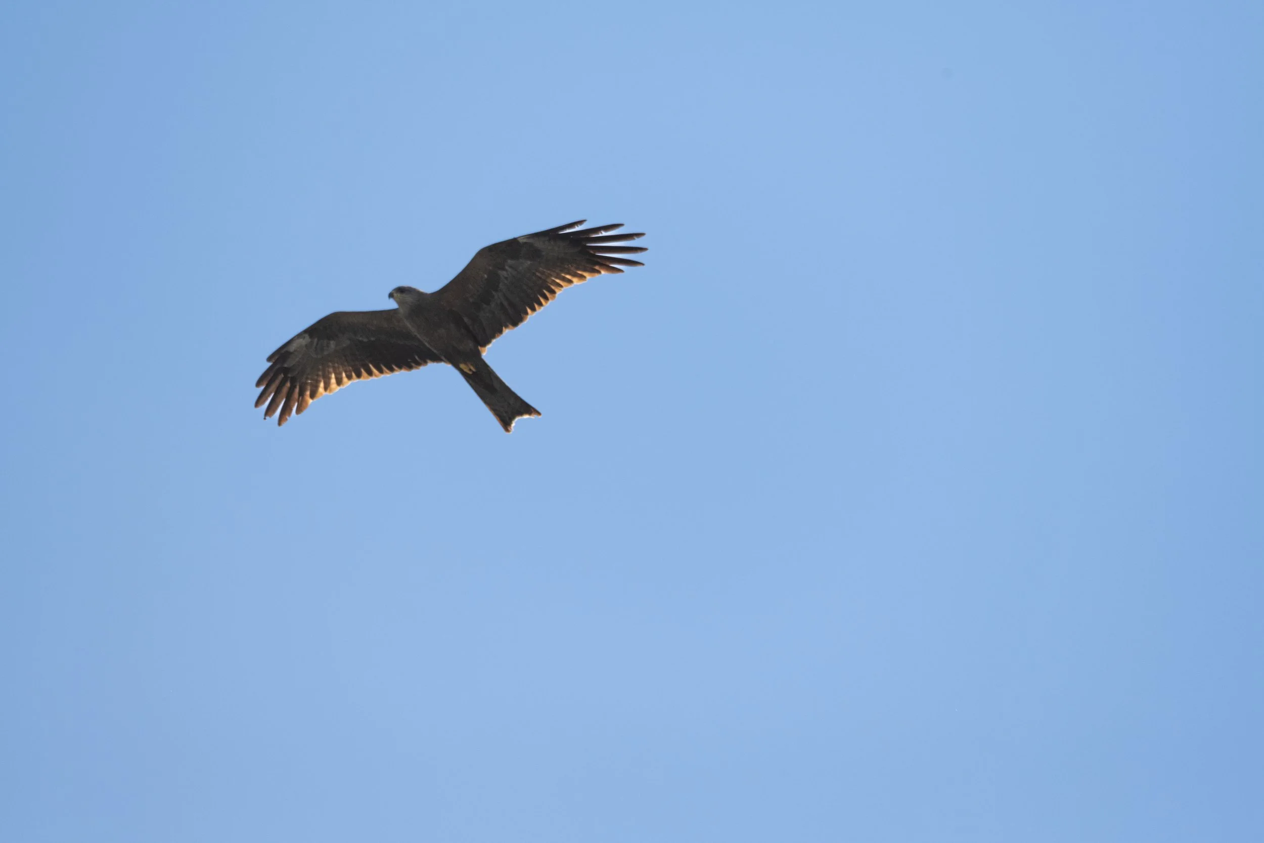Barragem do Carril (Tomar) 2024 - Águia