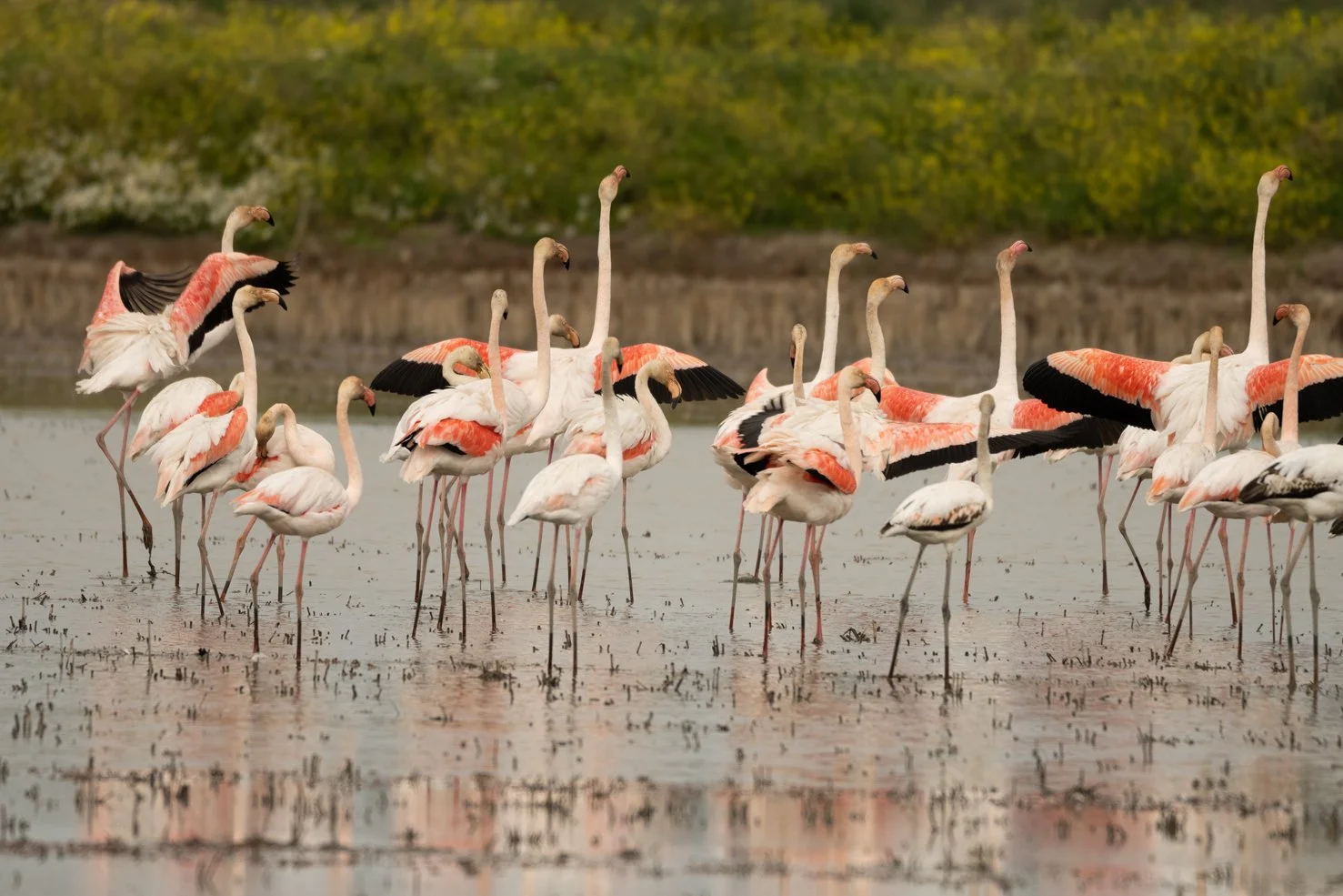 Salvaterra de Magos COTArroz 2023 - Flamingos