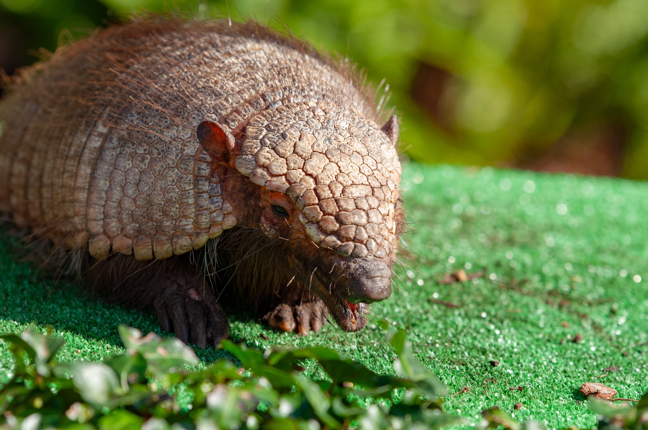 Jardim Zoológico de Lisboa 2020
