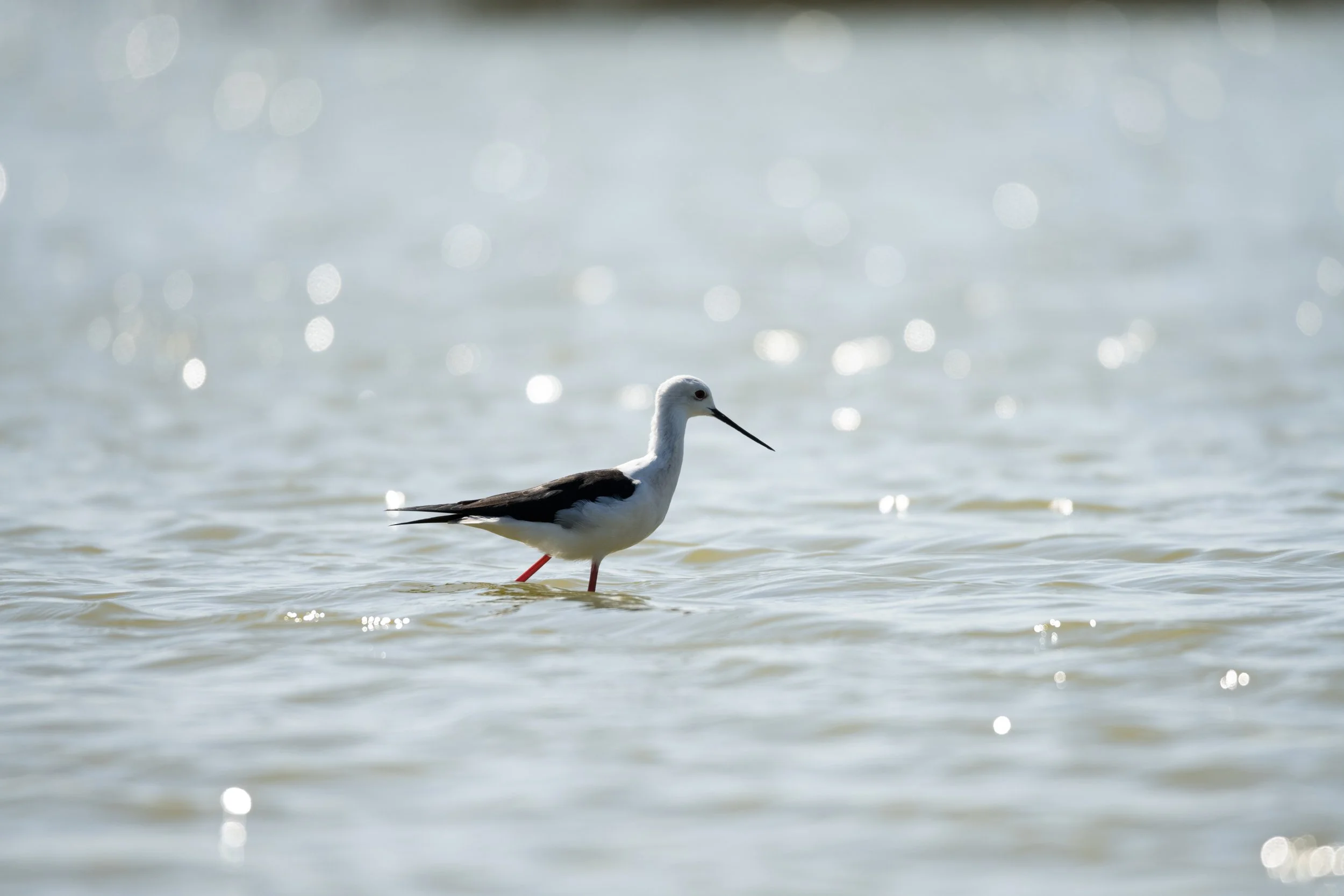 EVOA 2021 - Pernilongo