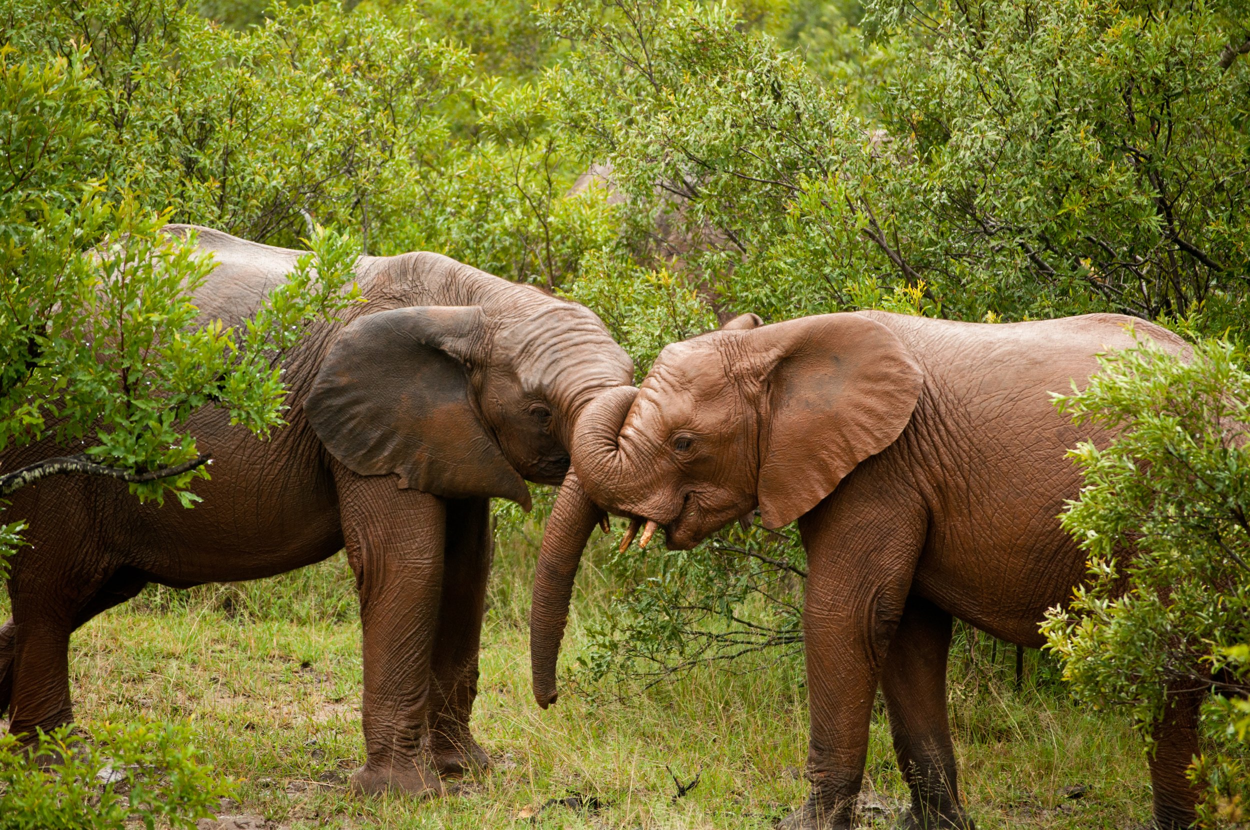 Kruger National Park 2013