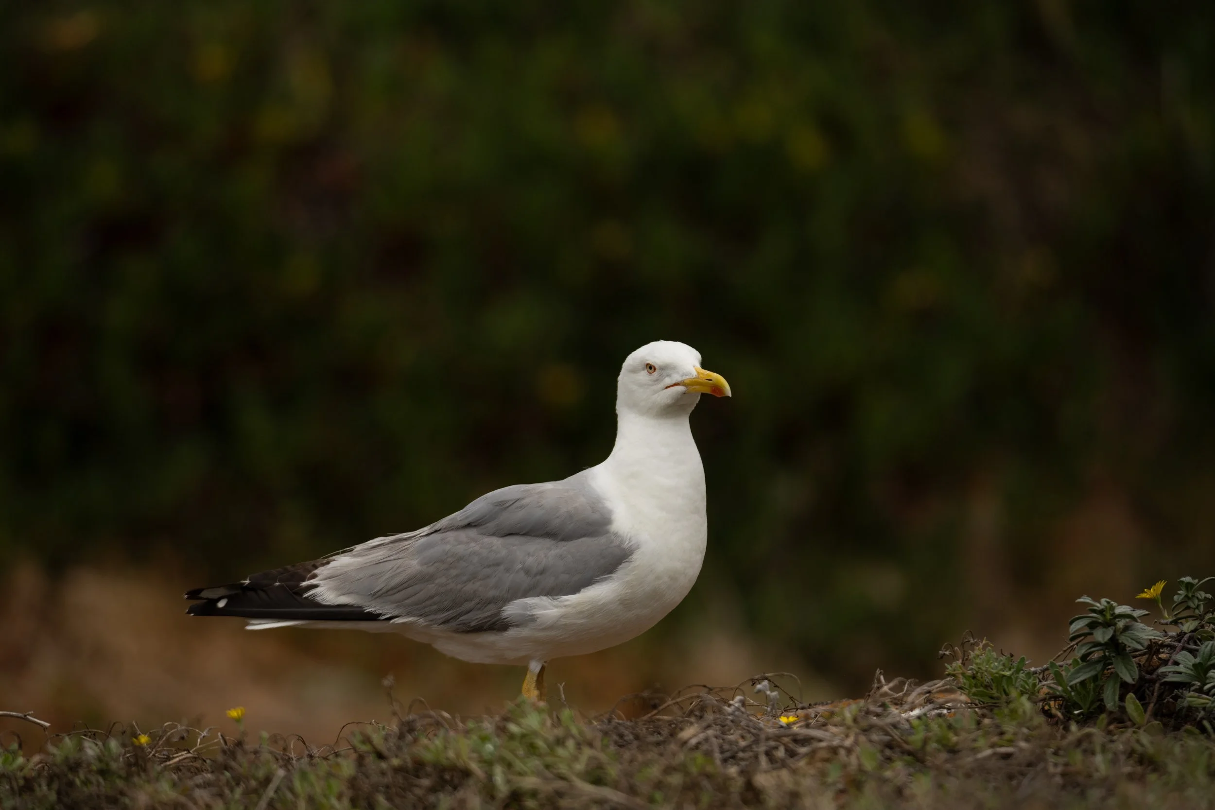 Berlengas 2024 - Gaivota