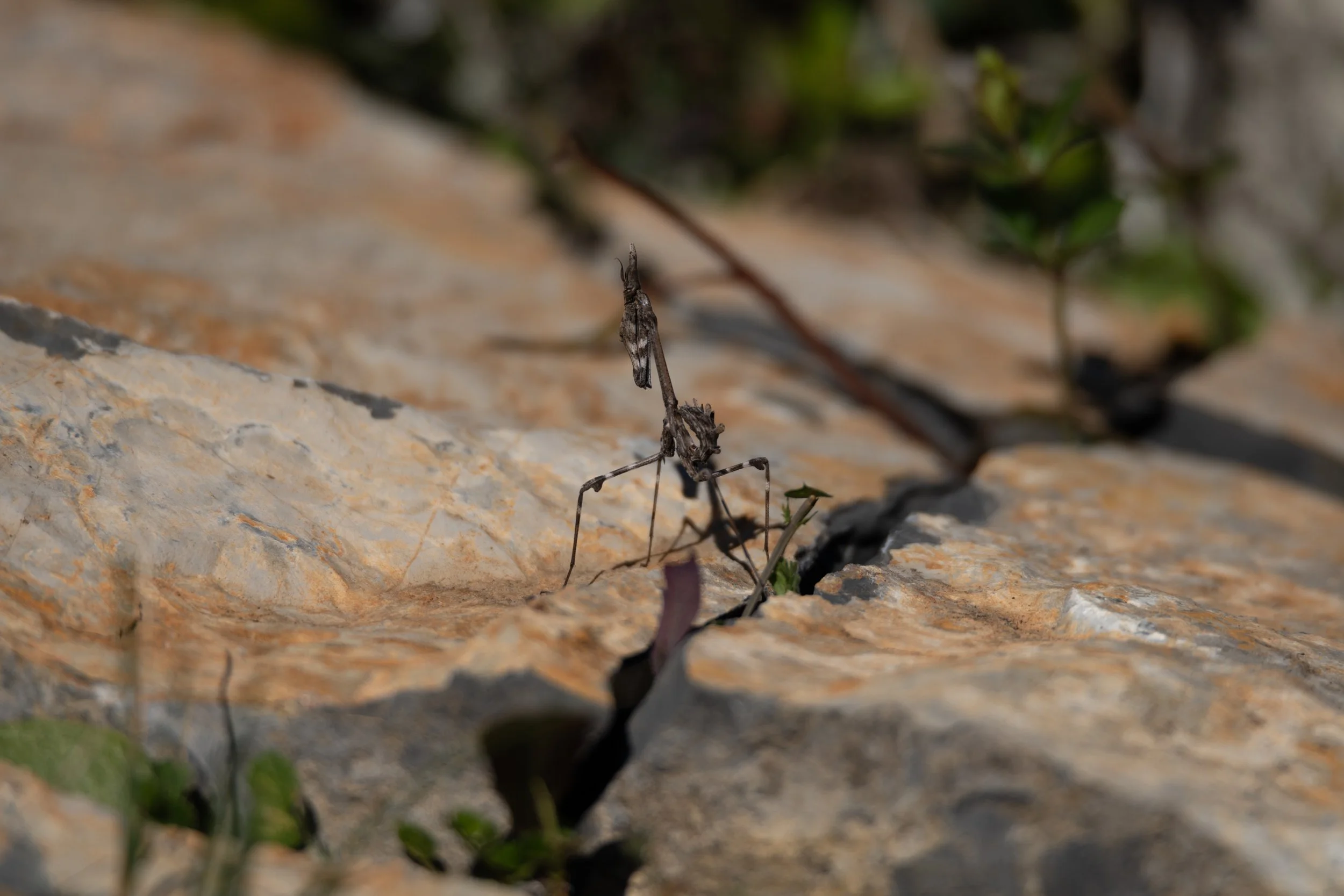 Quinta do Pisão 2022 - Bicho pau