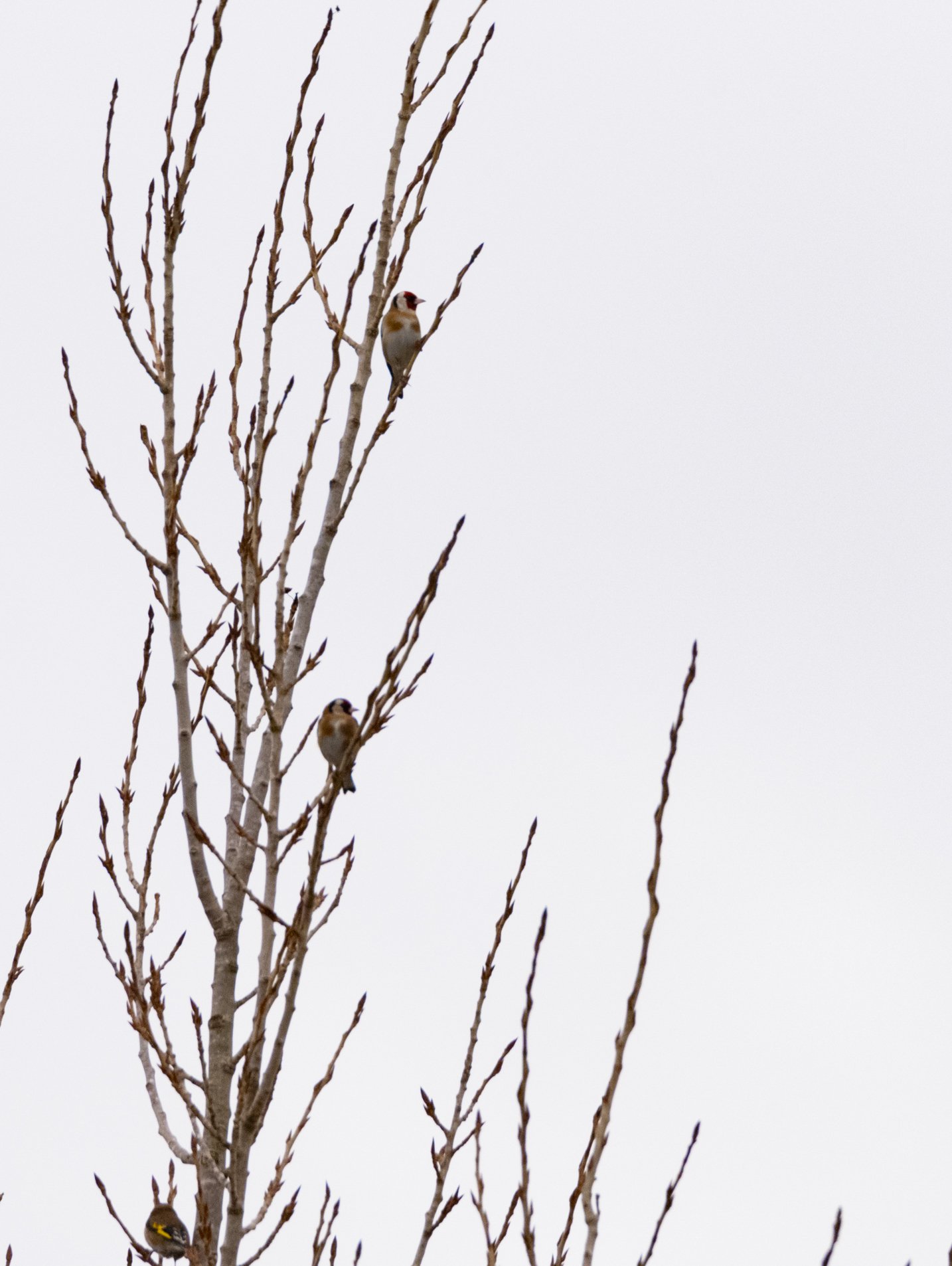 Barragem do Carril (Tomar) - 2023 - Pintassilgos