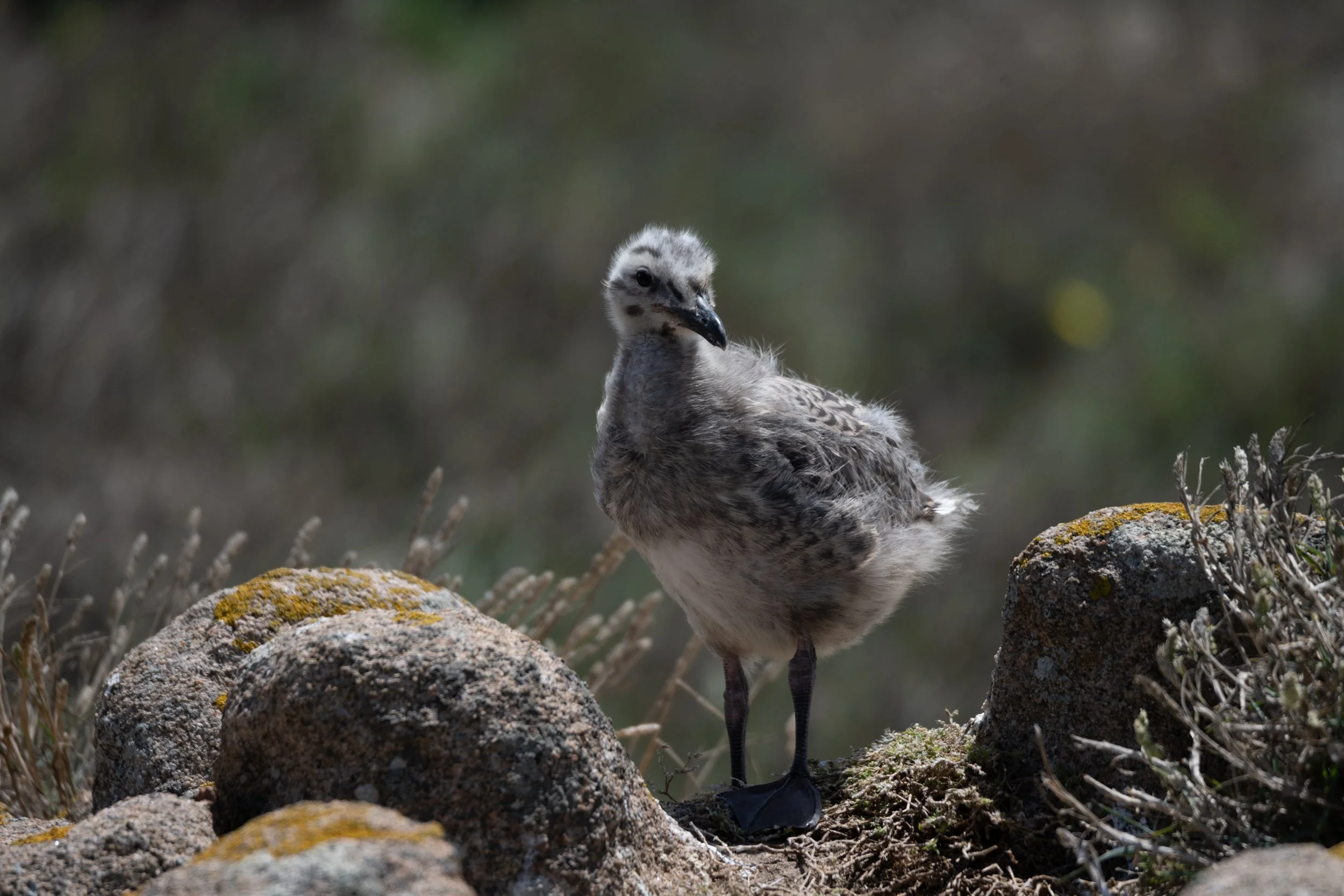 Berlengas 2024 - Gaivota