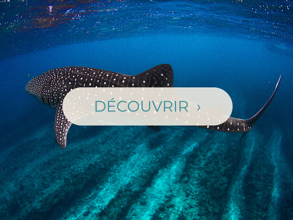 Nage avec les requins-baleines
