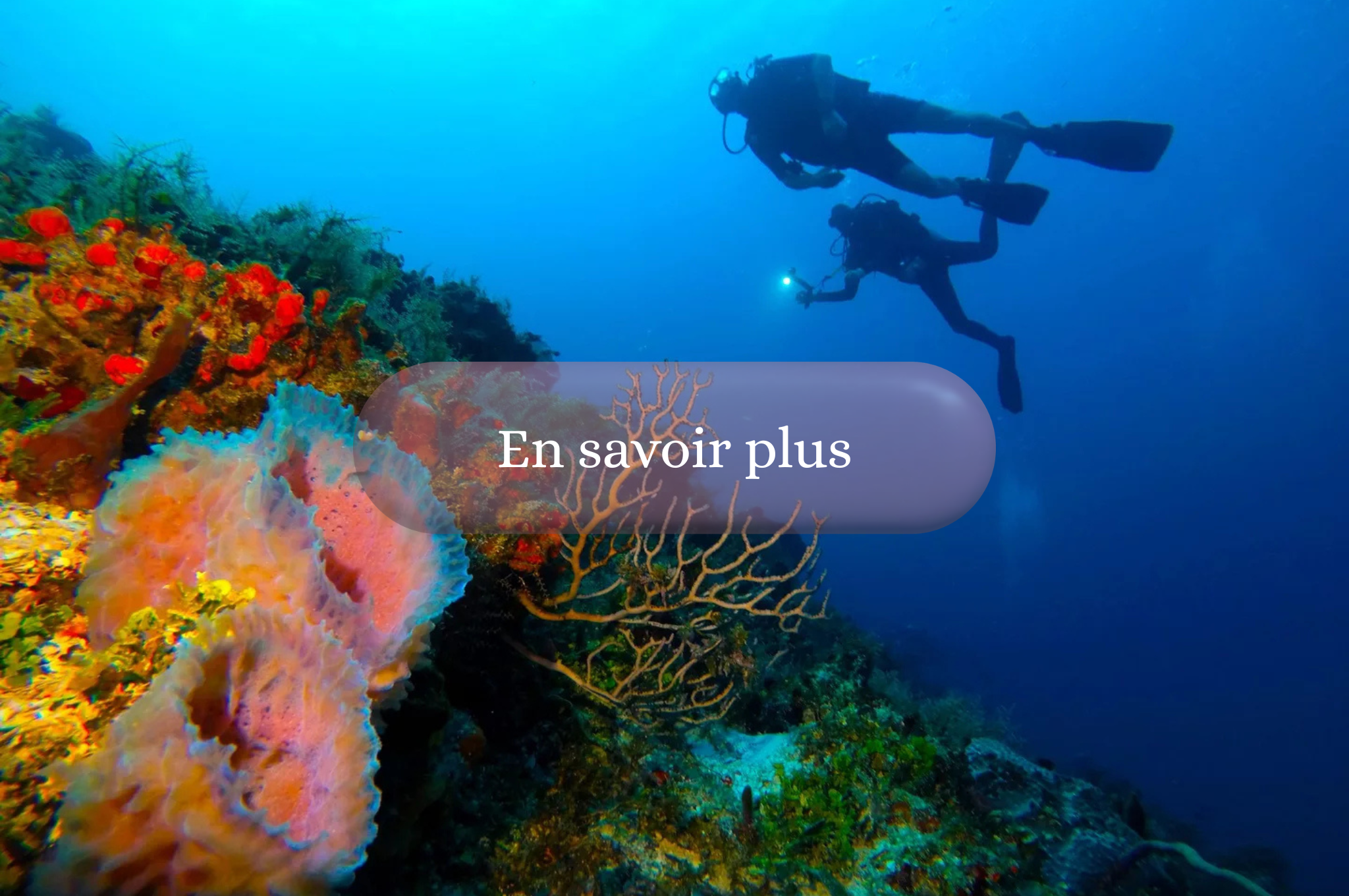 Plongée sous marine