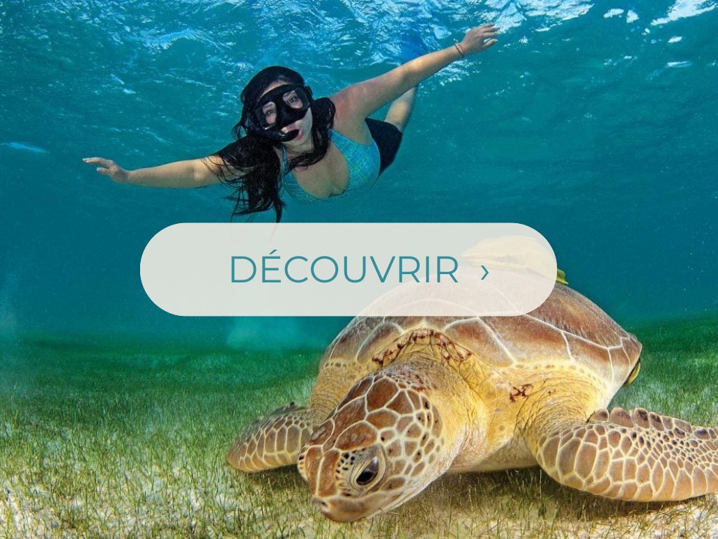 Akumal - nage avec les tortues