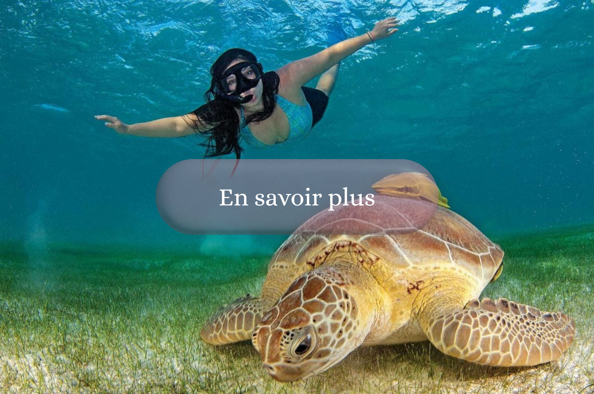 Akumal nage avec les tortues
