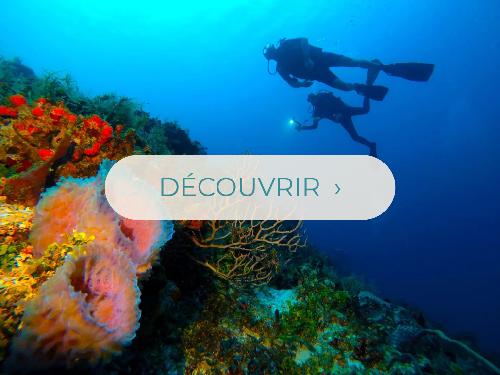 Plongée sous-marine