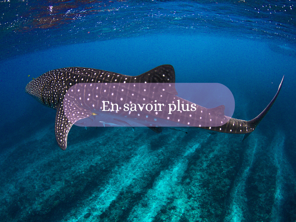 Nage avec les requins baleines