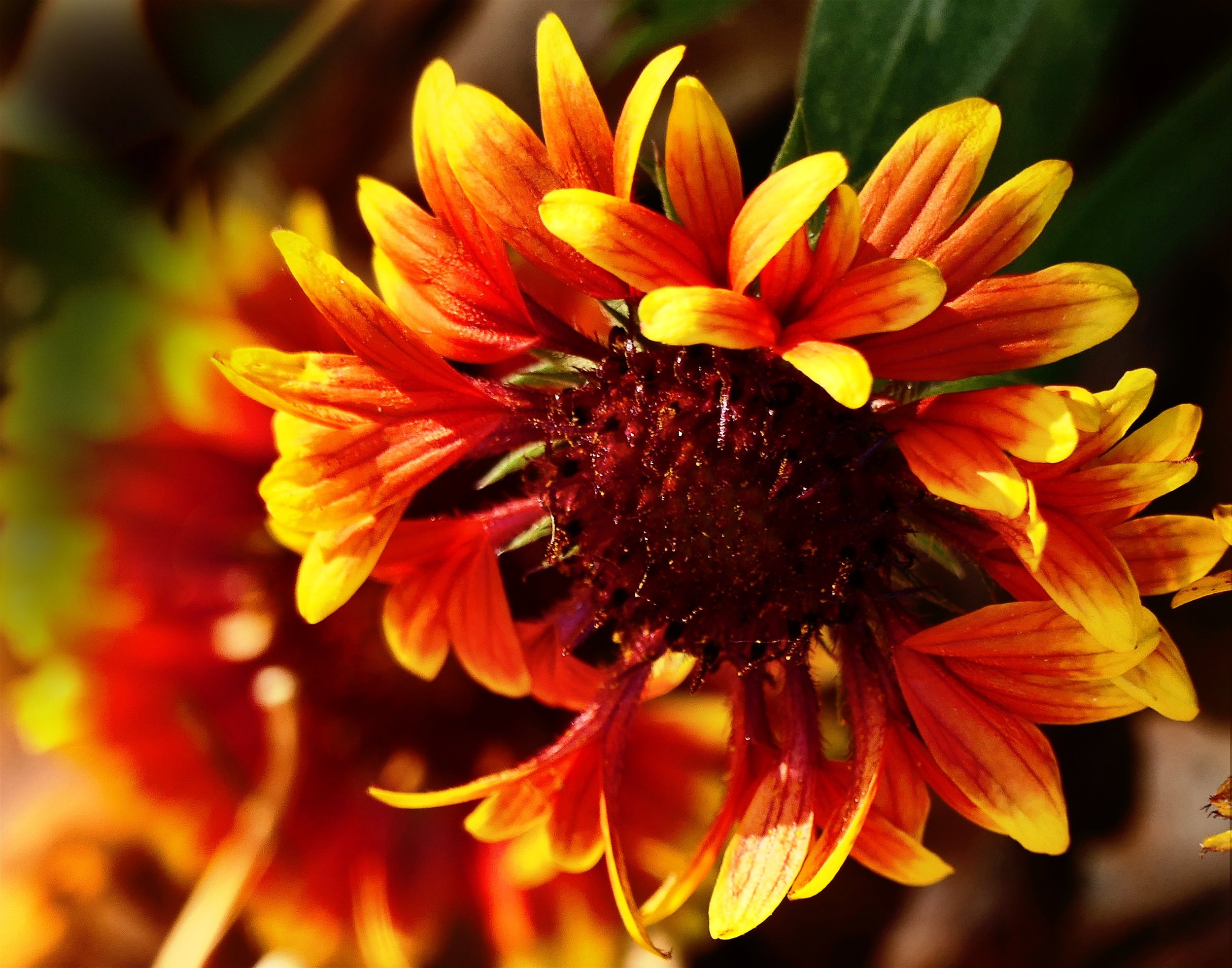 Blanket Flower (Gaillardia)