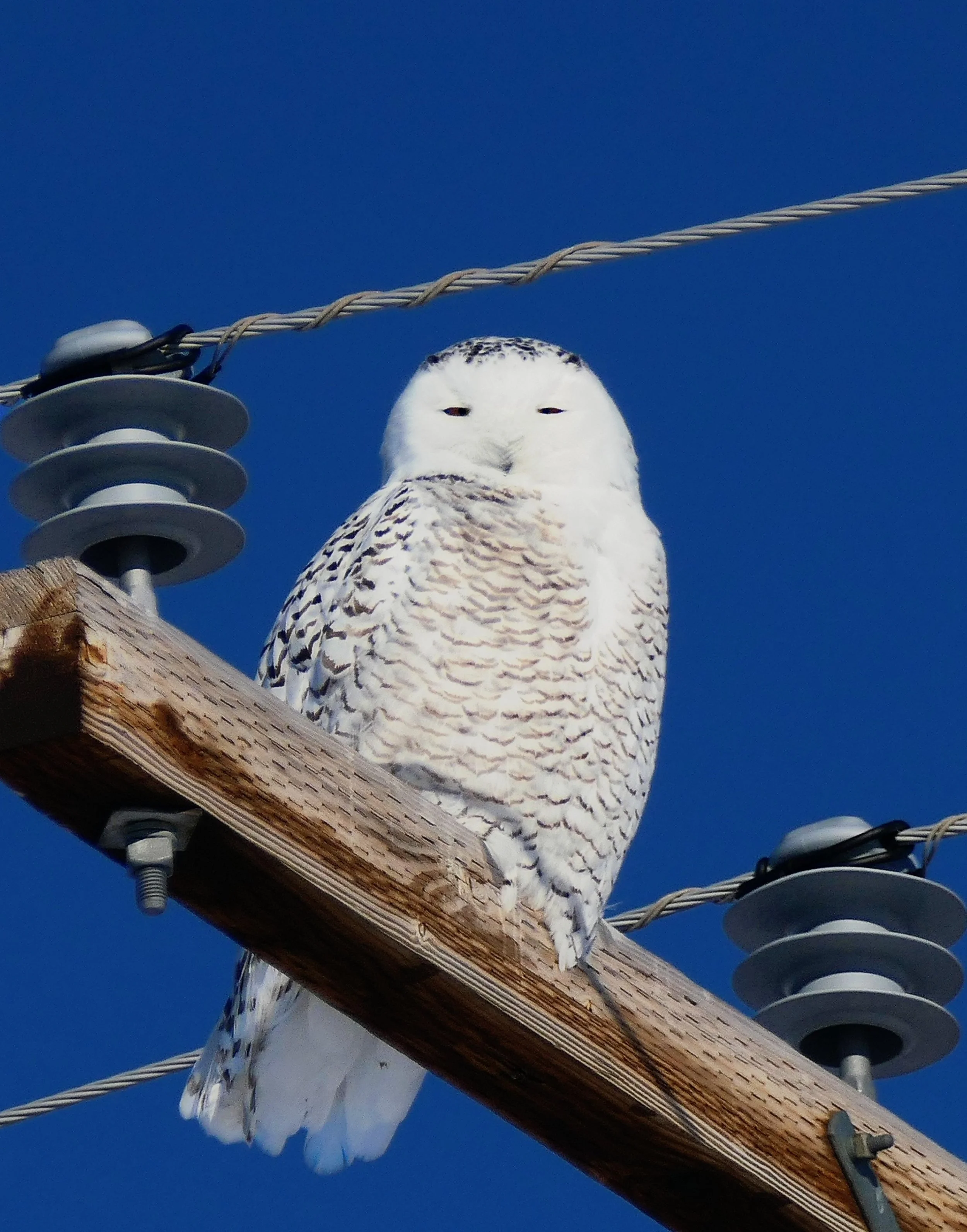 Snowy Owl