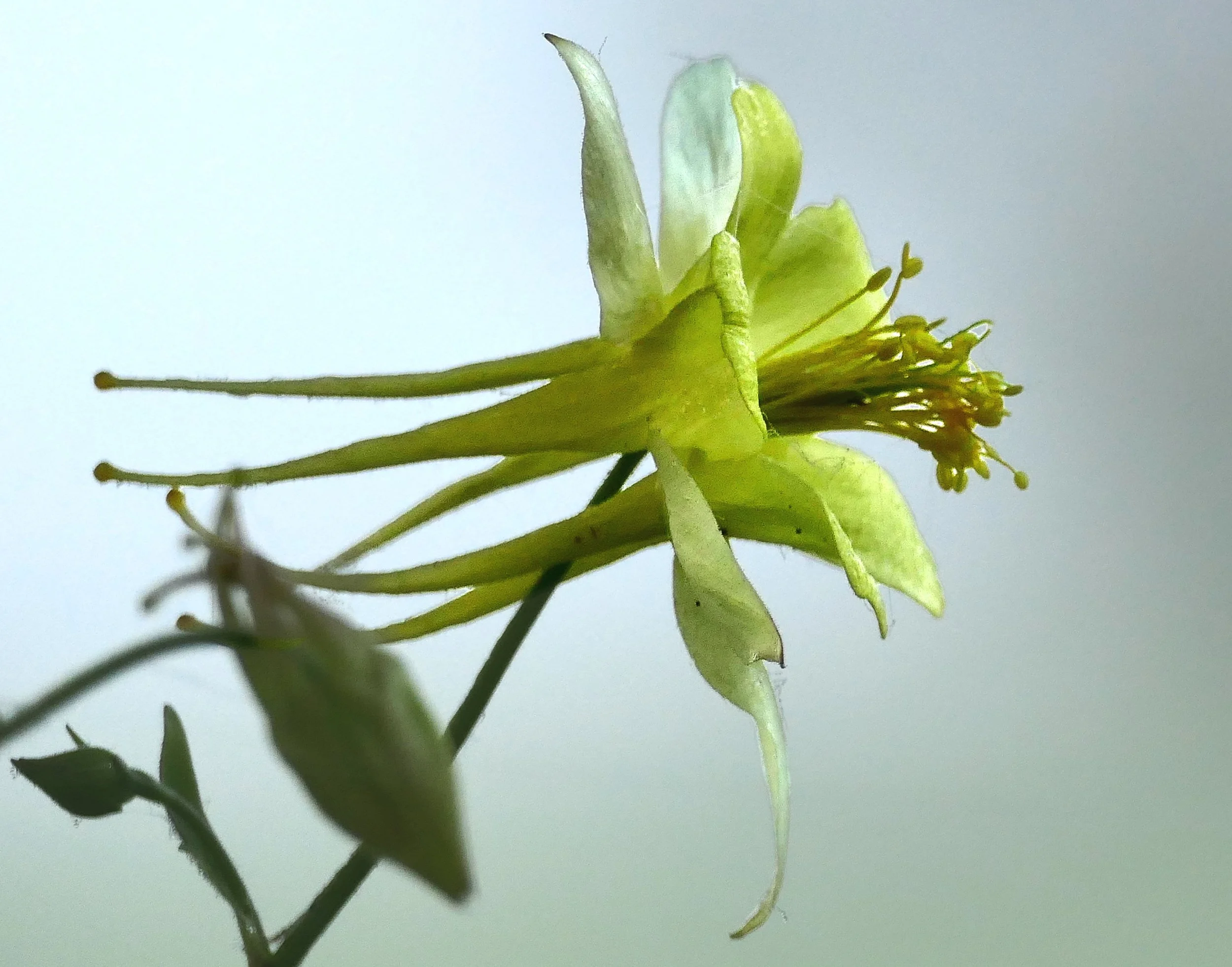 Yellow Columbine (Aquilegia)