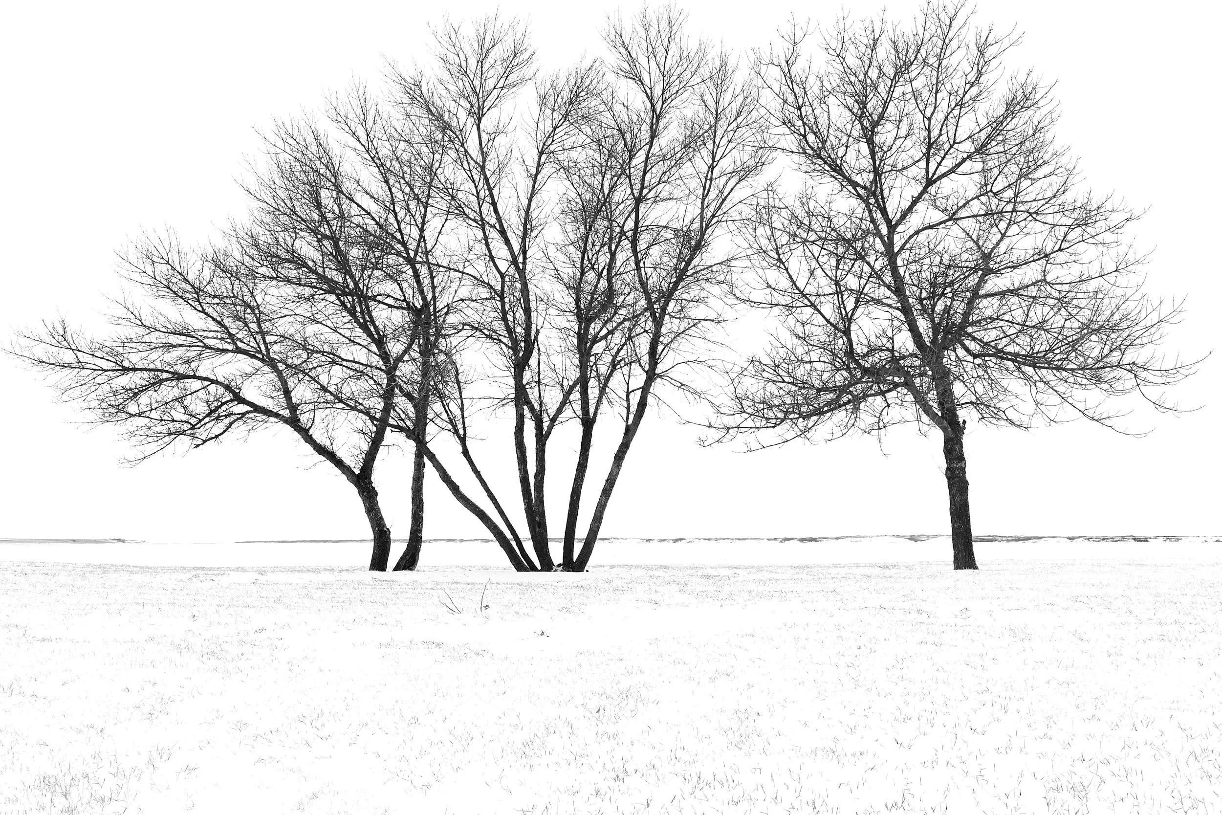 _260124_TreesB&W_18x12.jpg