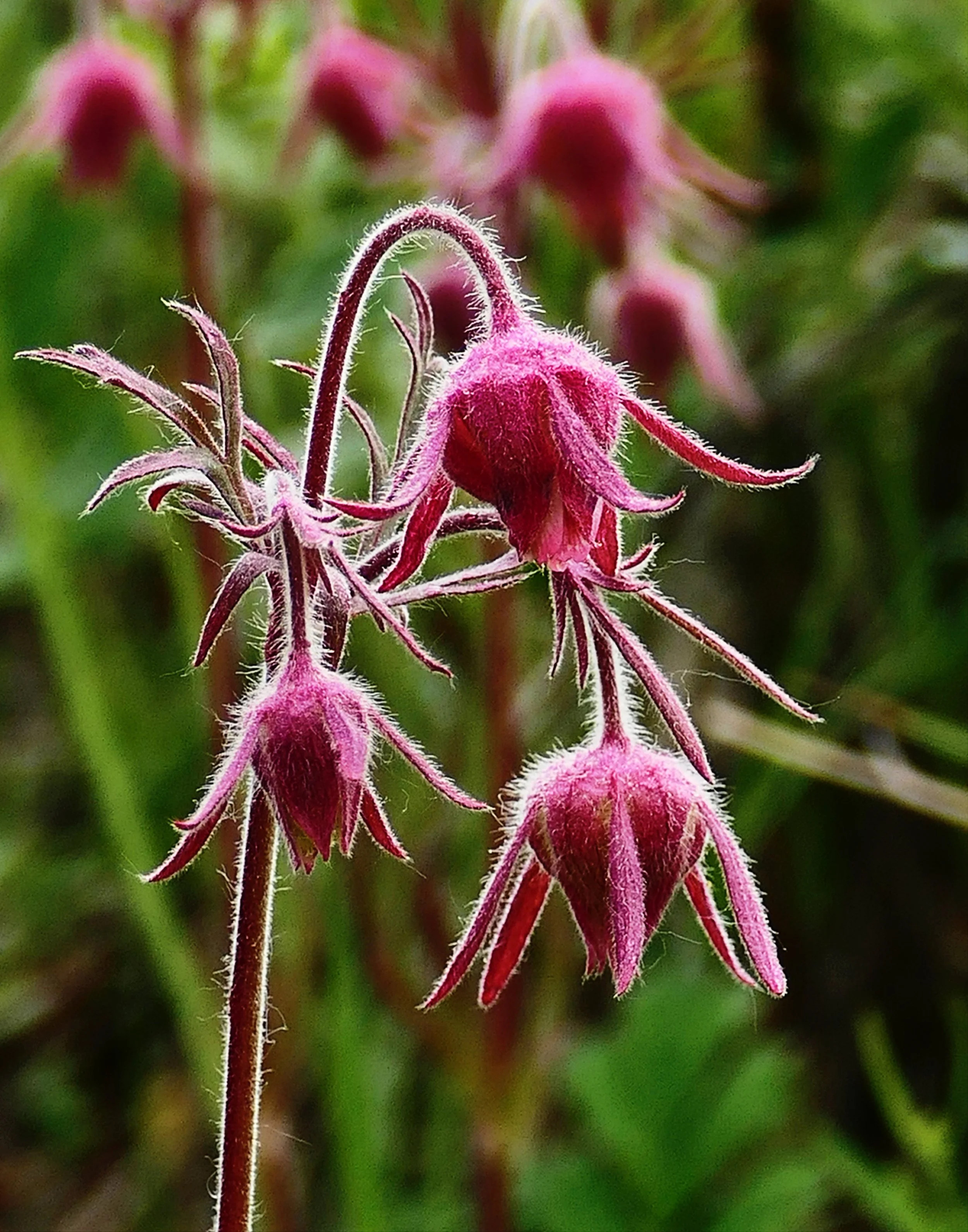 Old Man's Whiskers (Purple avens, Geum triflorum)