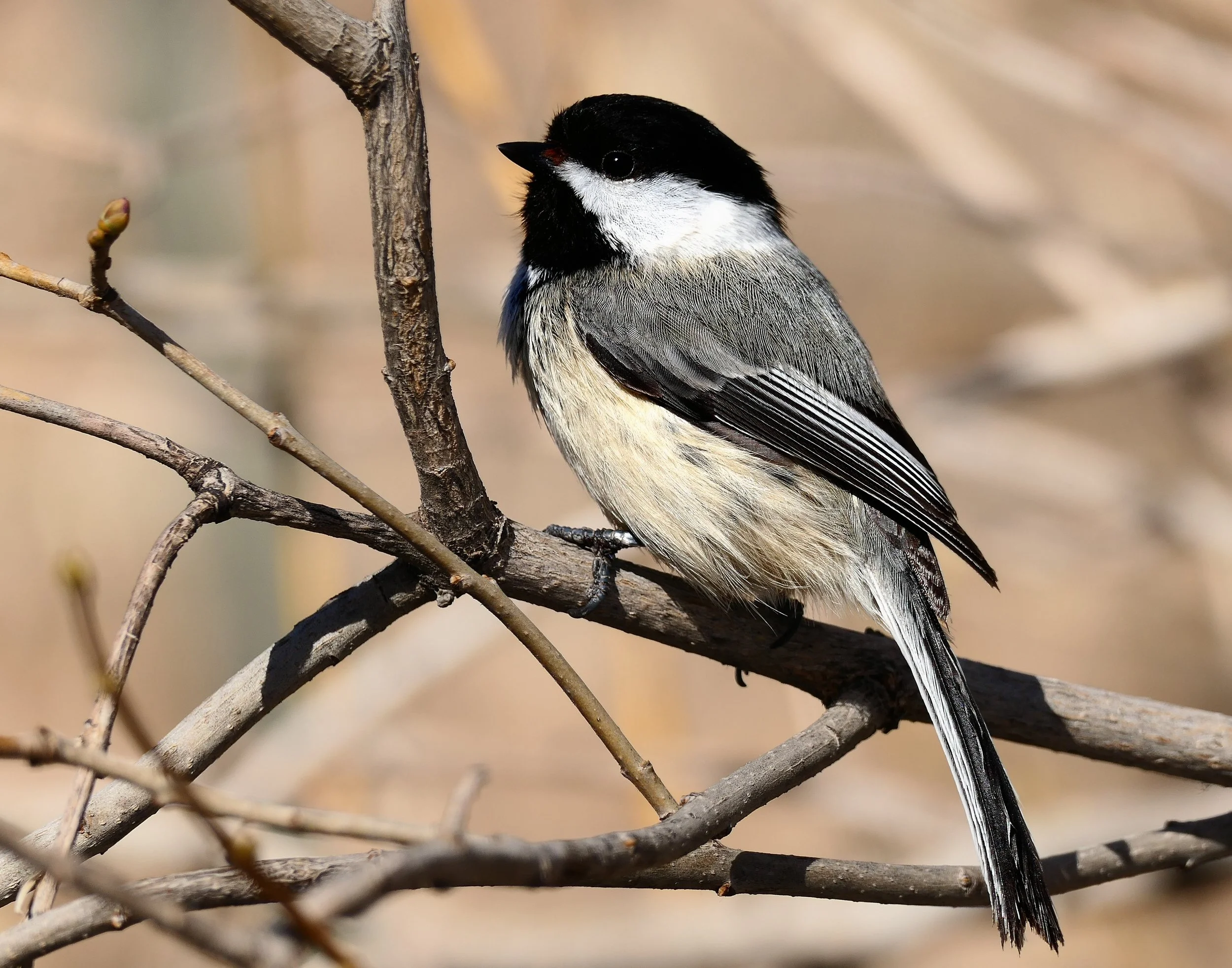 _260423_BlackCappedChickadee_14x11.jpg