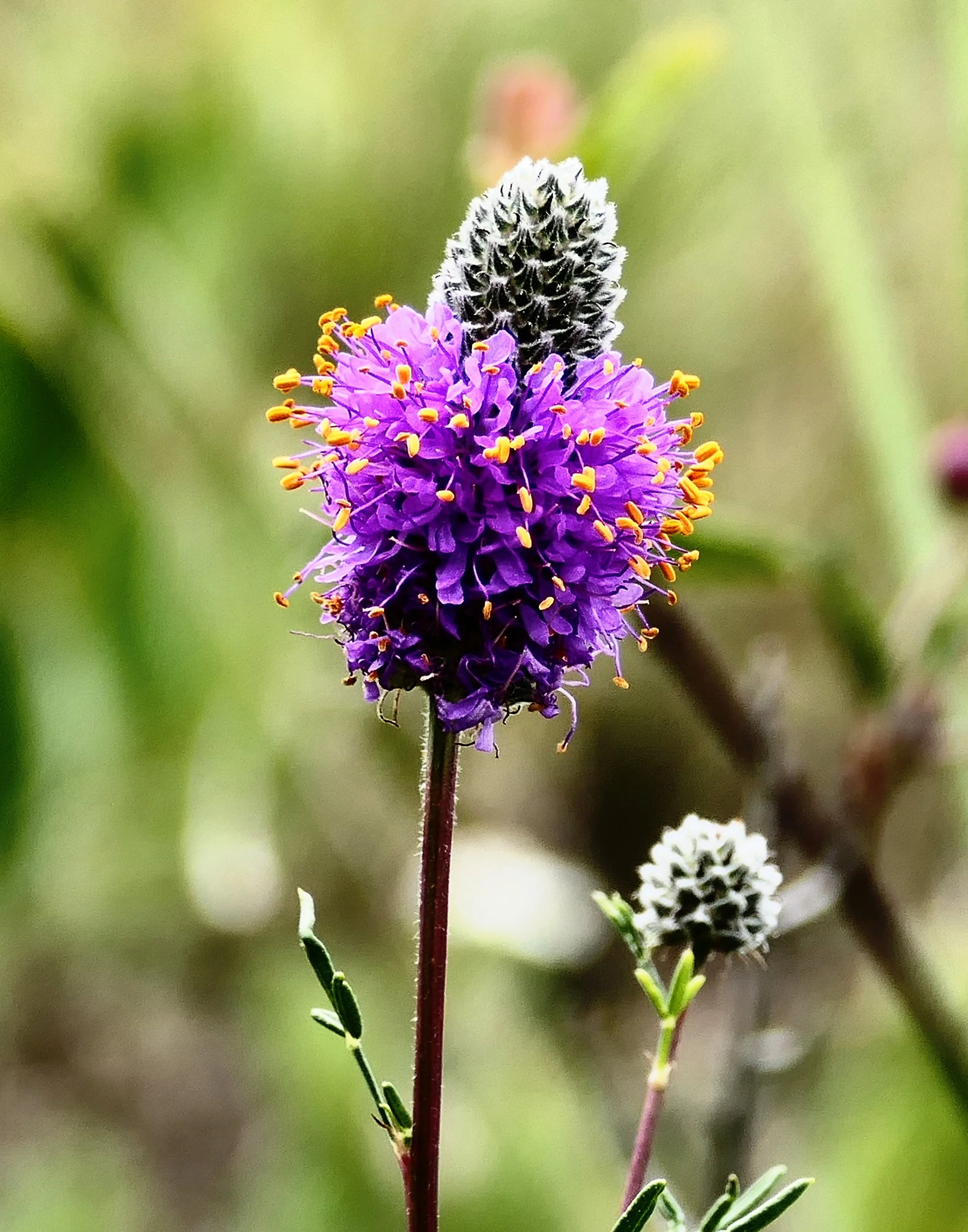 Purple Prairie Clover (Dalea purpurea)