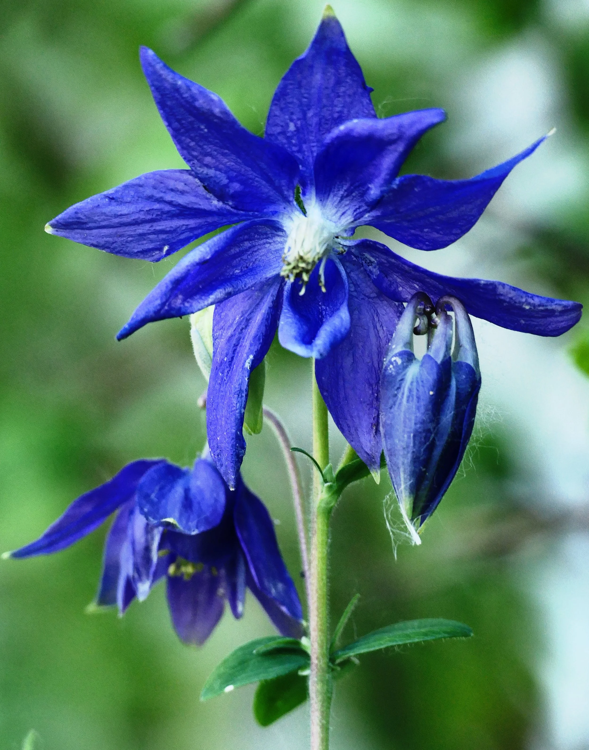 Blue Columbine (Aquilegia)