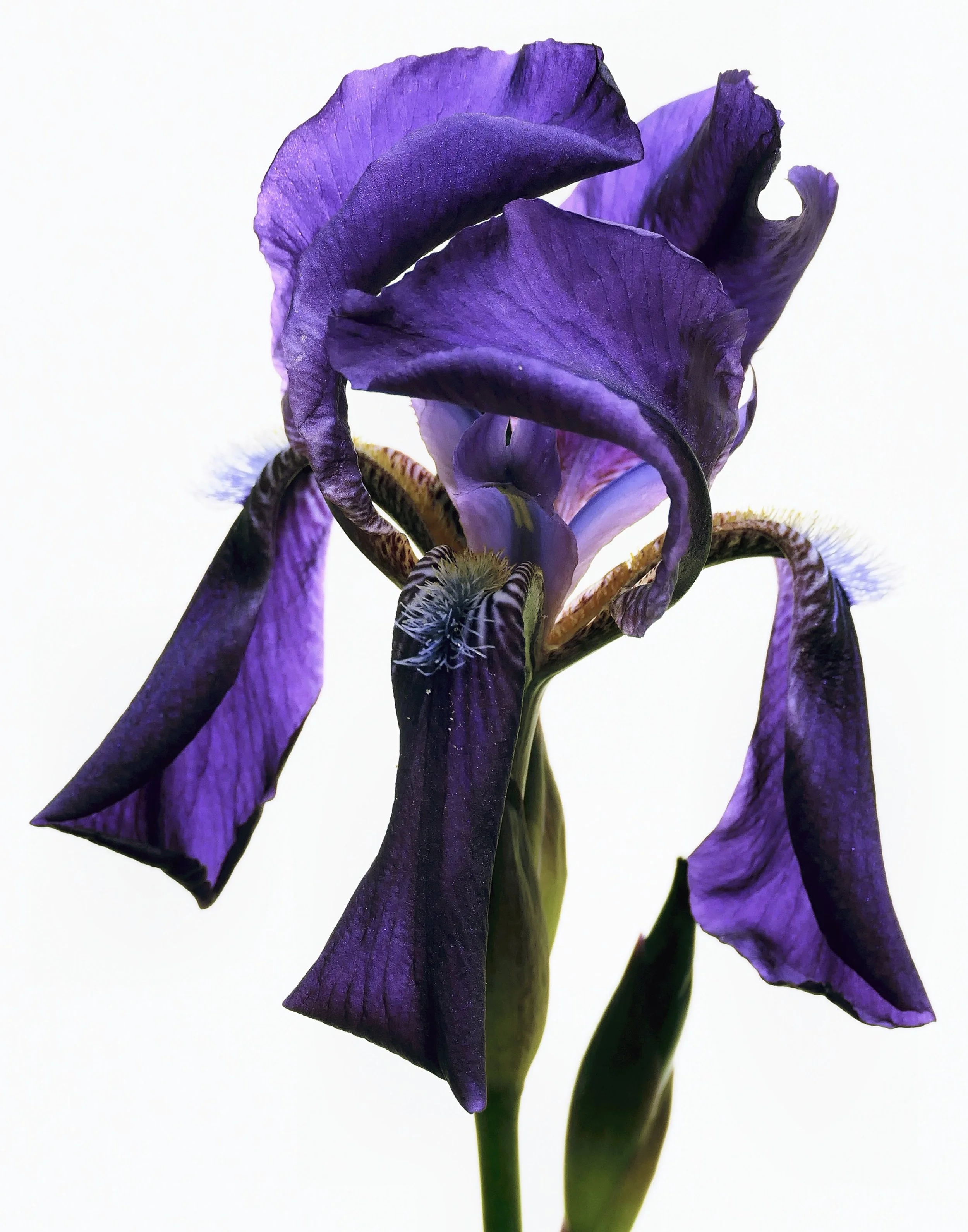Siberian Iris (Iris sibirica)