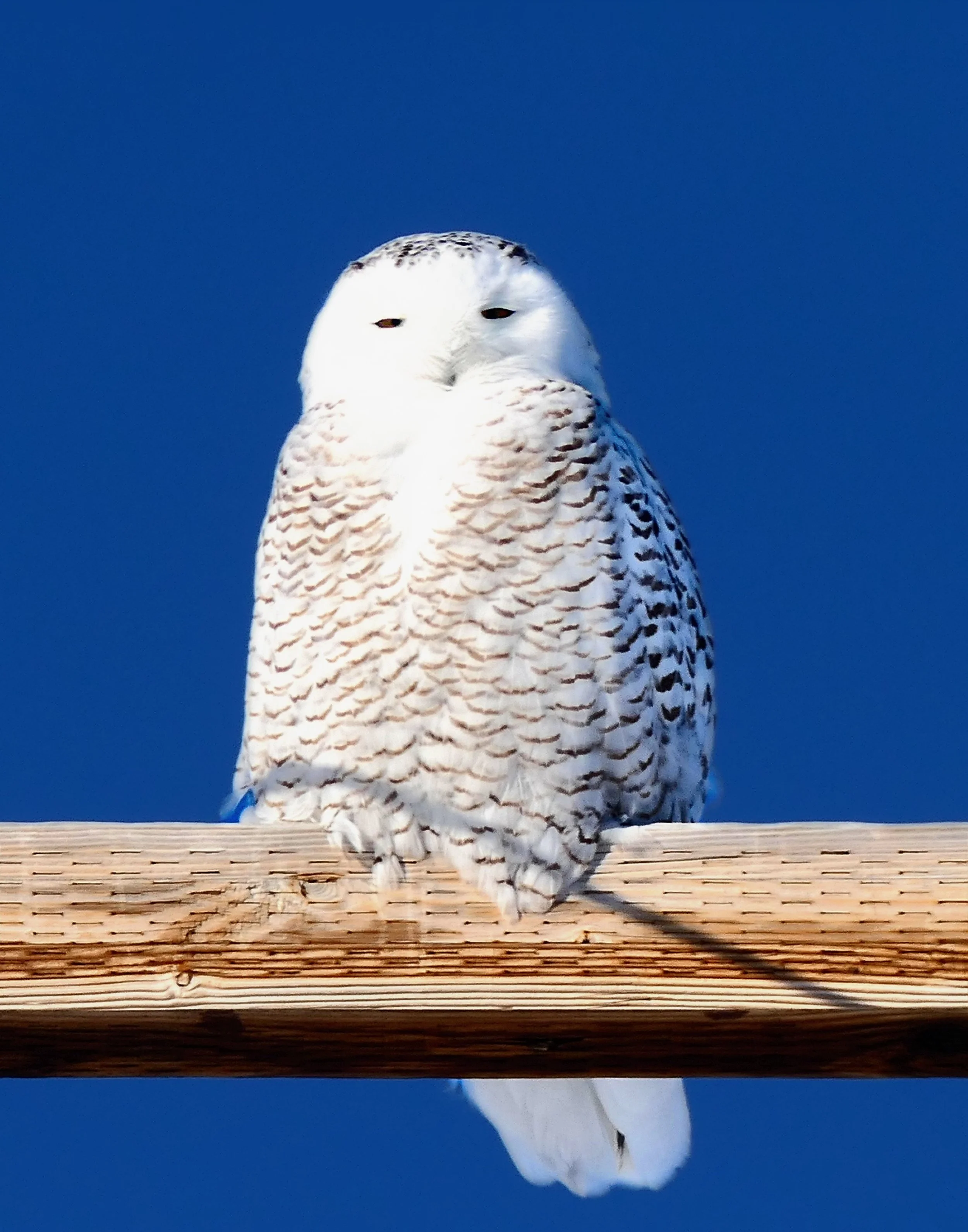 Stalking A Snowy Owl