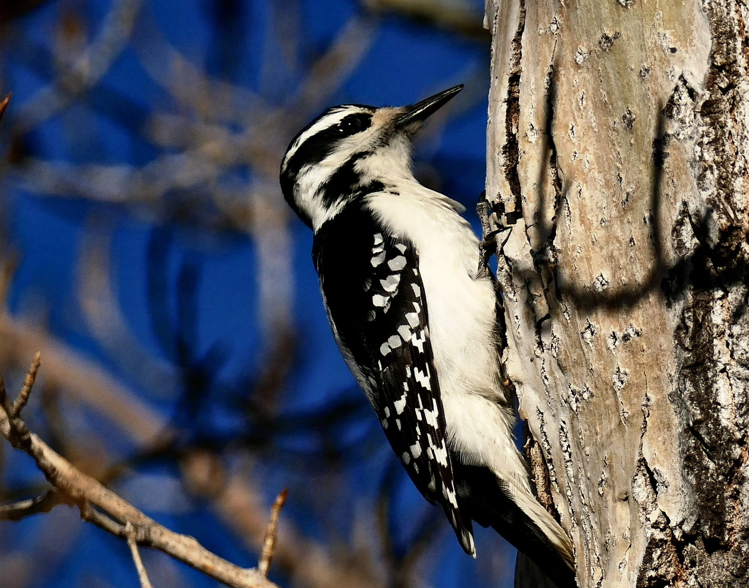 _260423_DownyWoodpecker_18x12.jpg