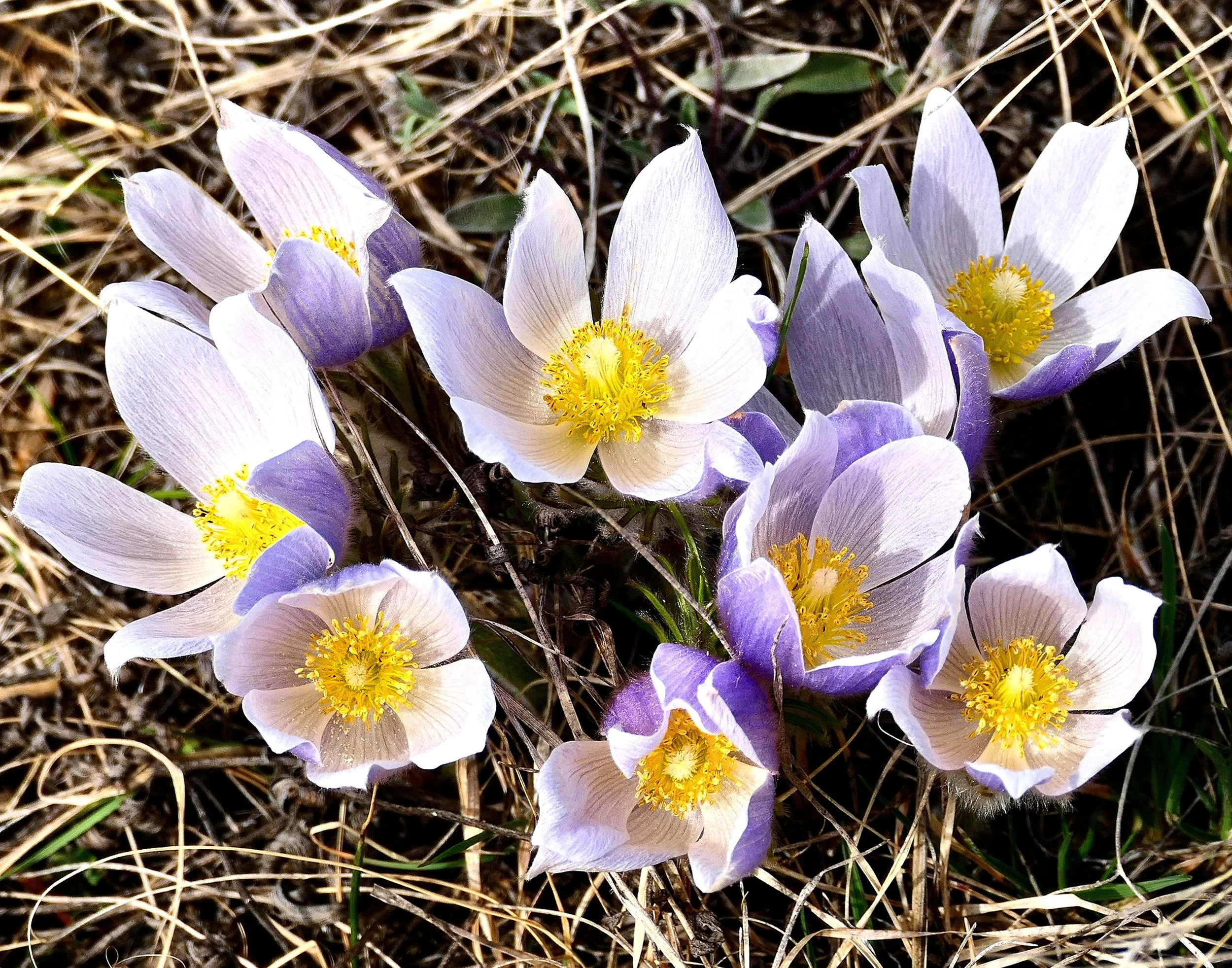 Prairie Crocus (Anenome patens)