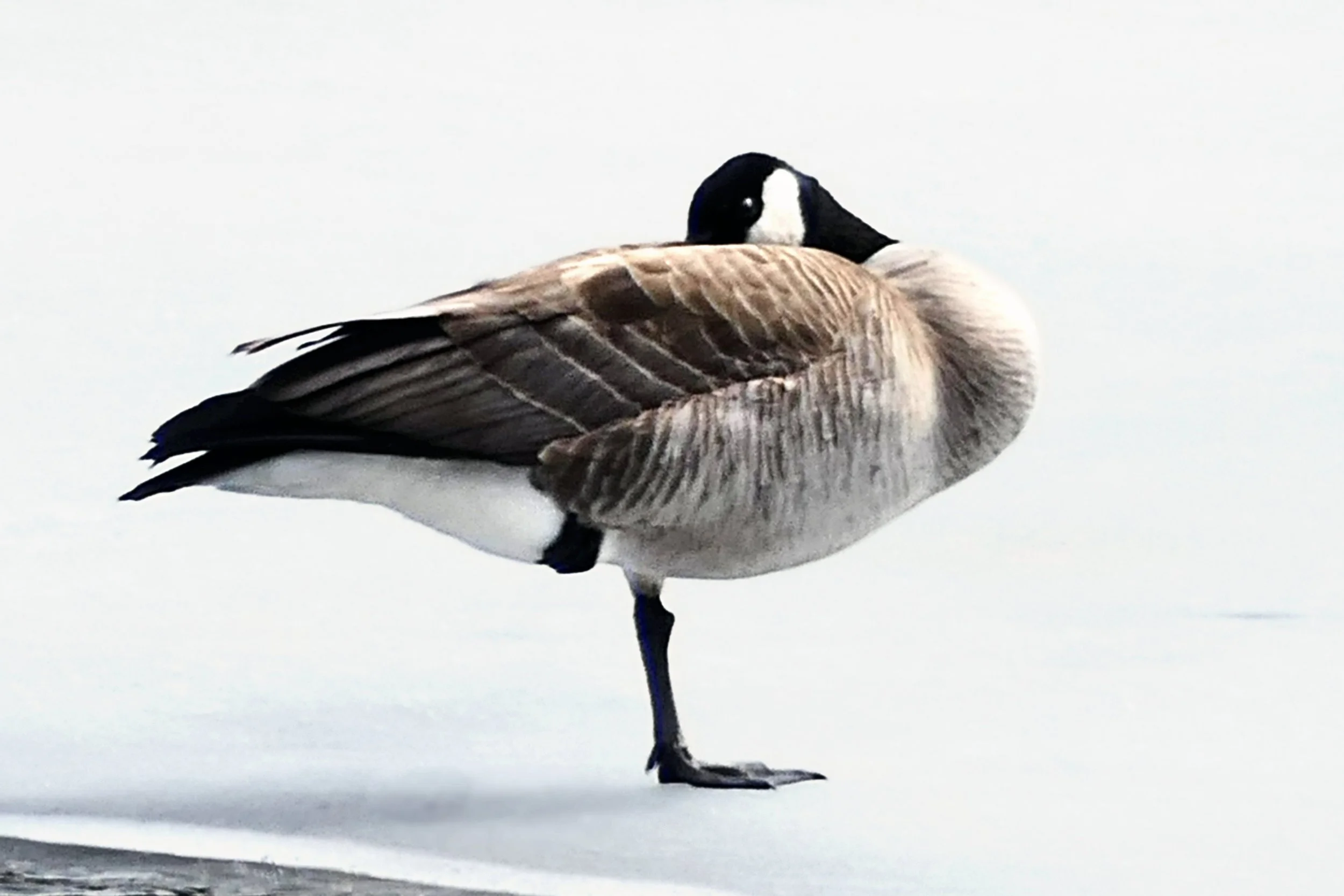 _250416_GooseYoga_18x12.jpg