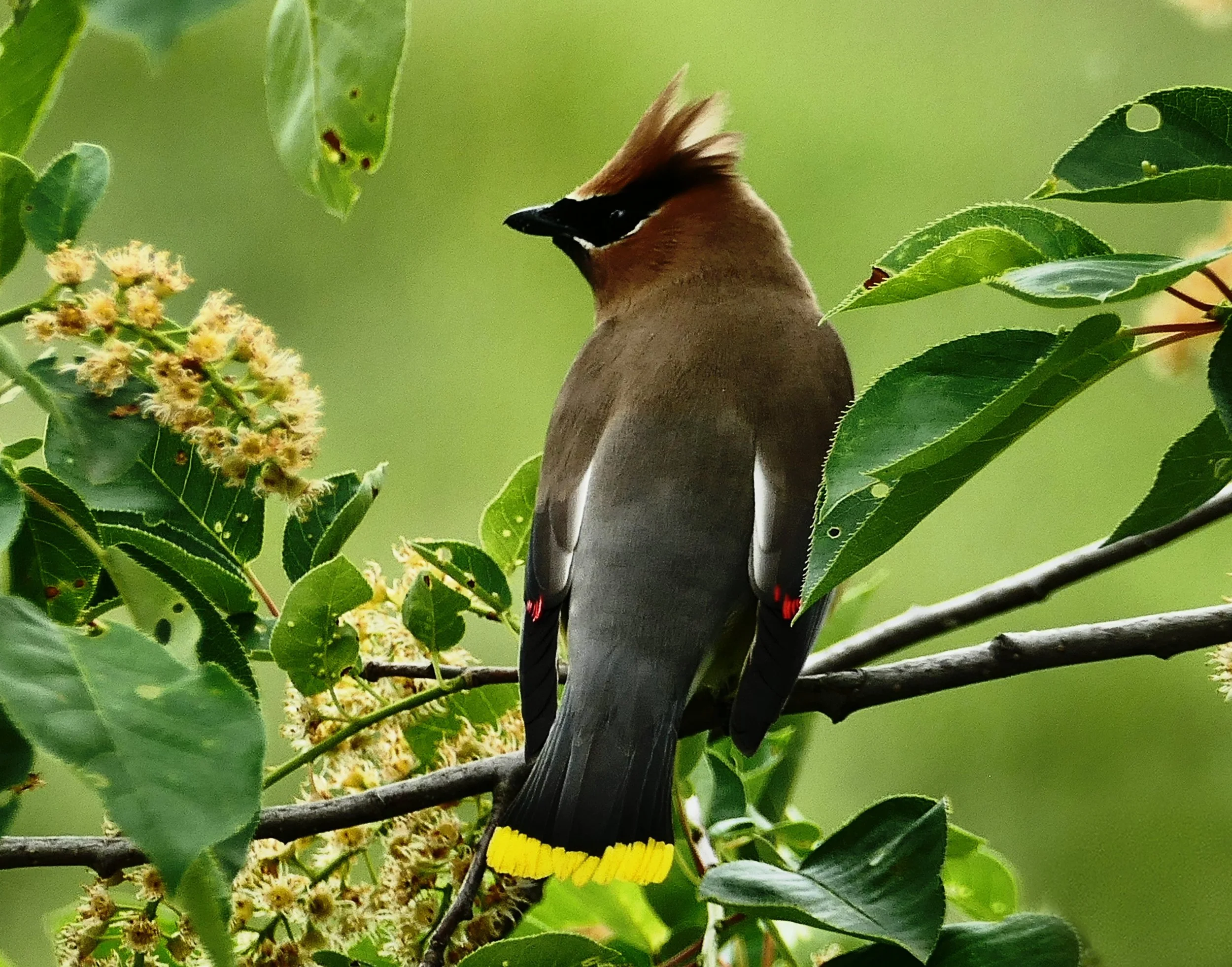 Cedar Waxwing
