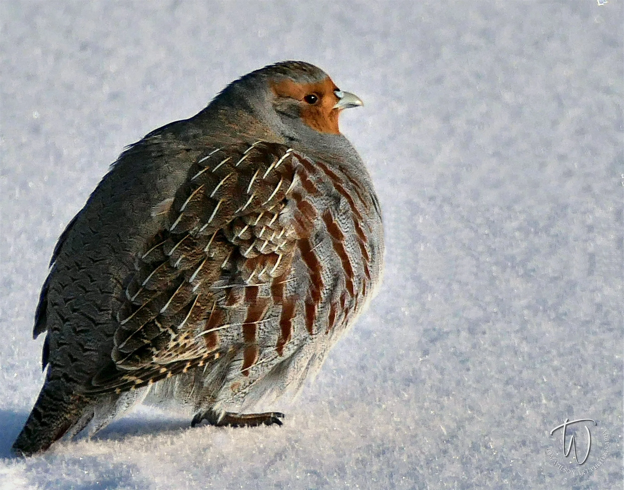 _250105_GreyPartridgeMale_14x11.jpg