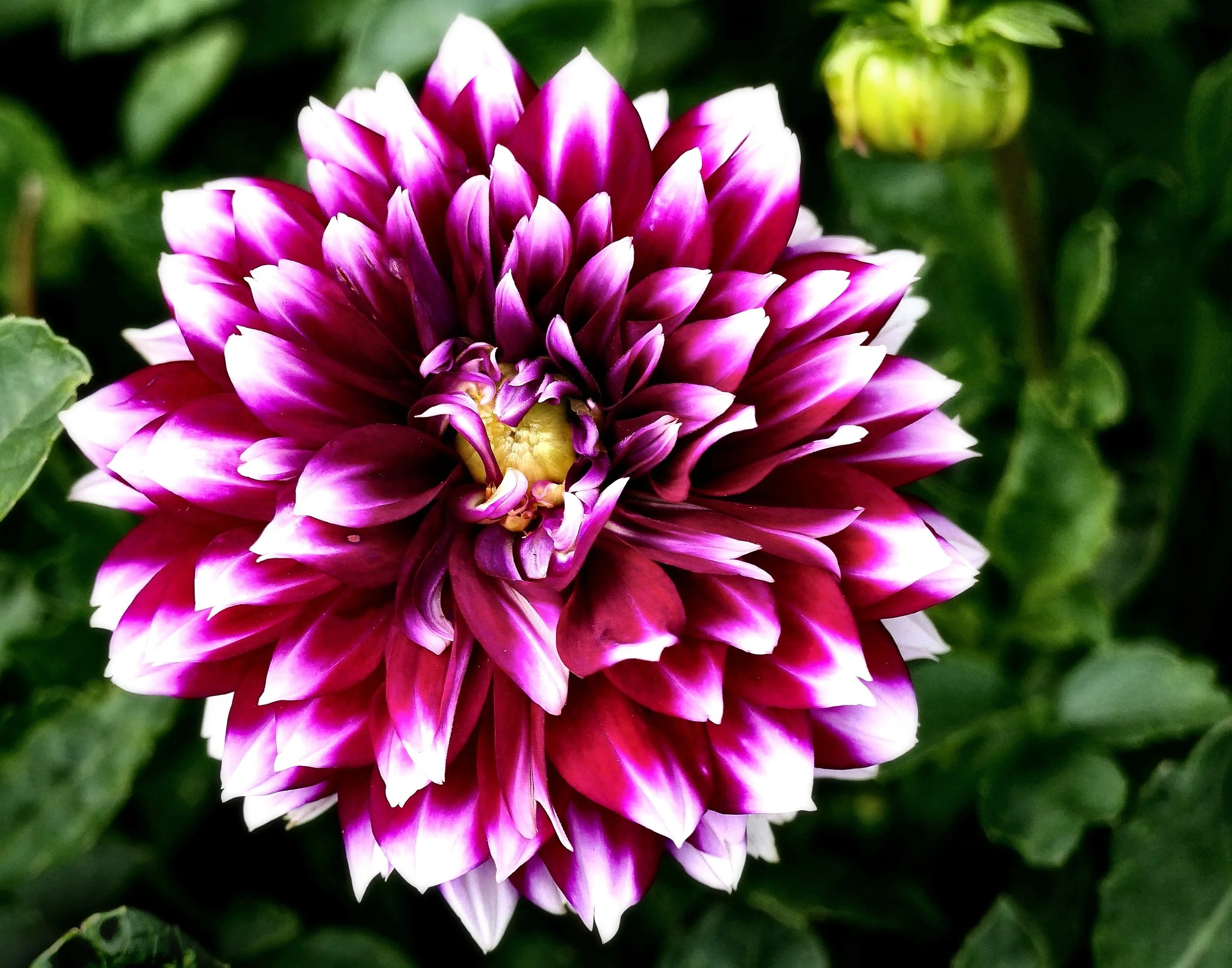 Dahlia