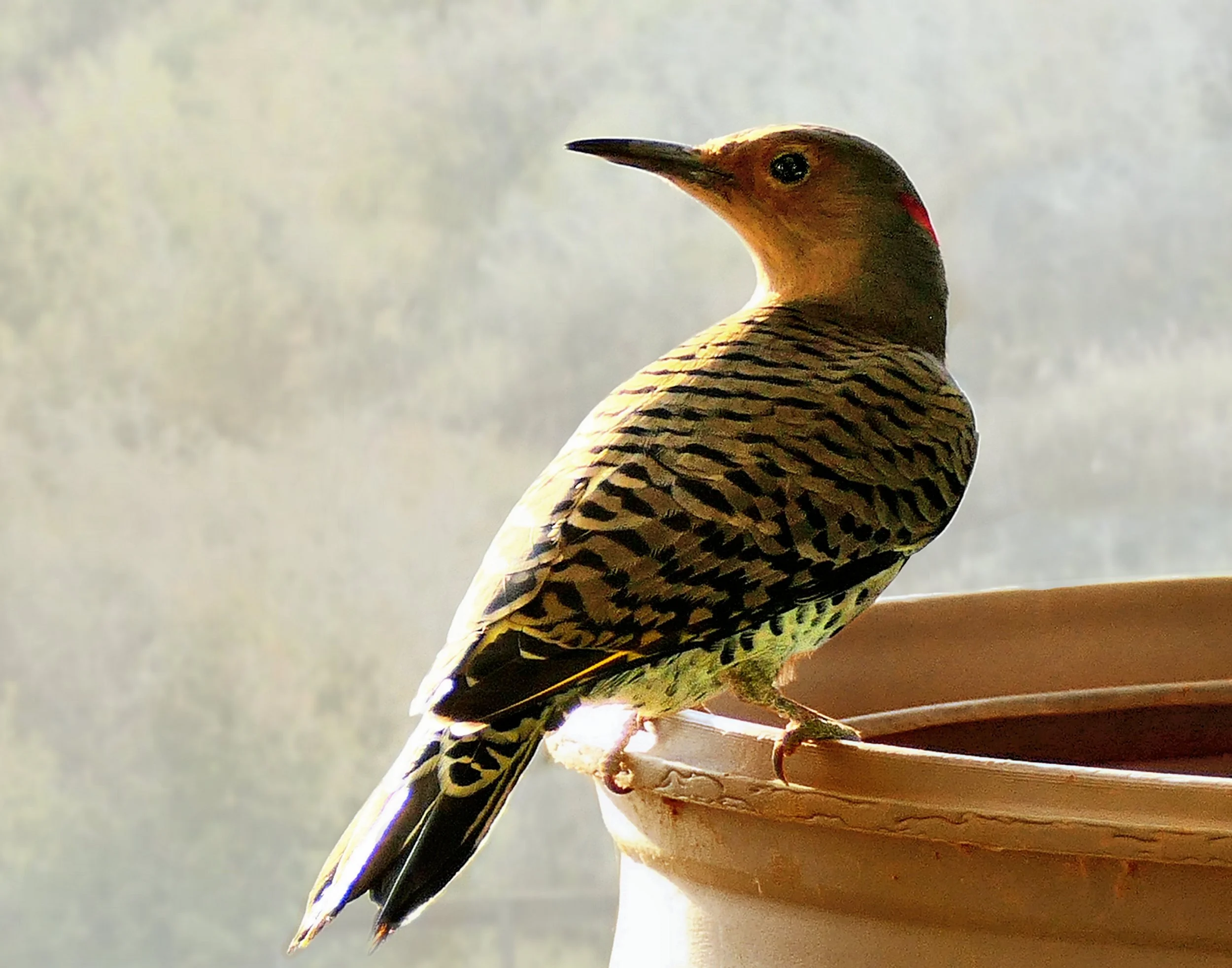 Yellow-Shafted Flicker