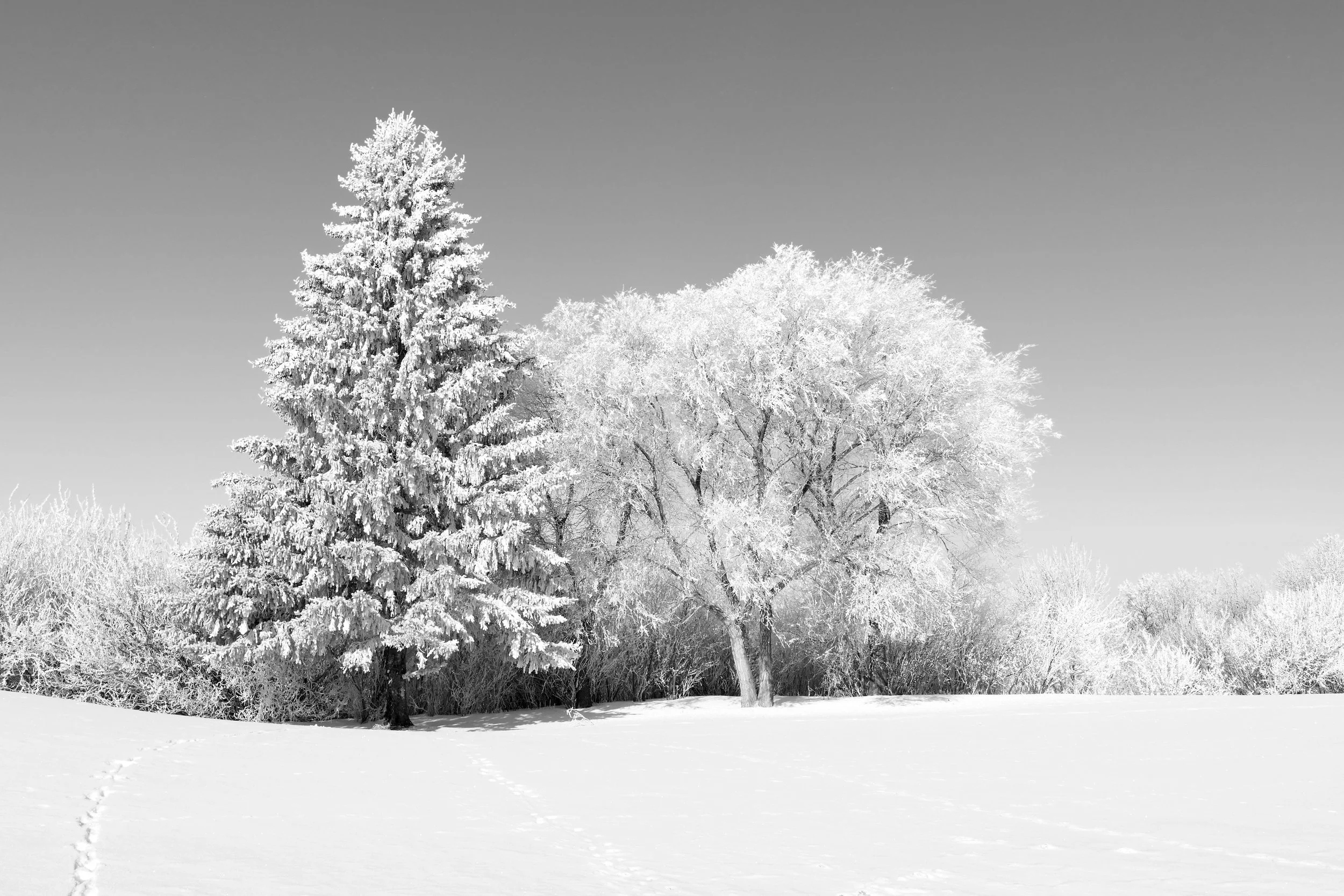 _250131_FrostedTrees_B&W_18x12.jpg