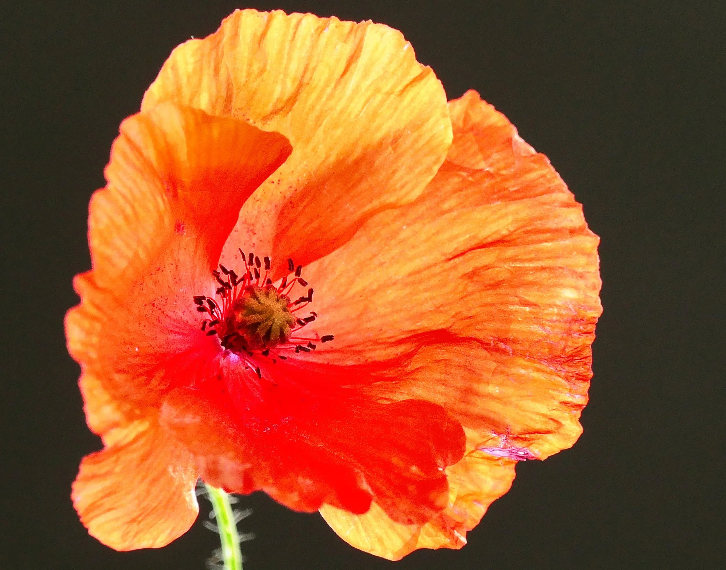 Oriental Poppy (Papaver orientalis)