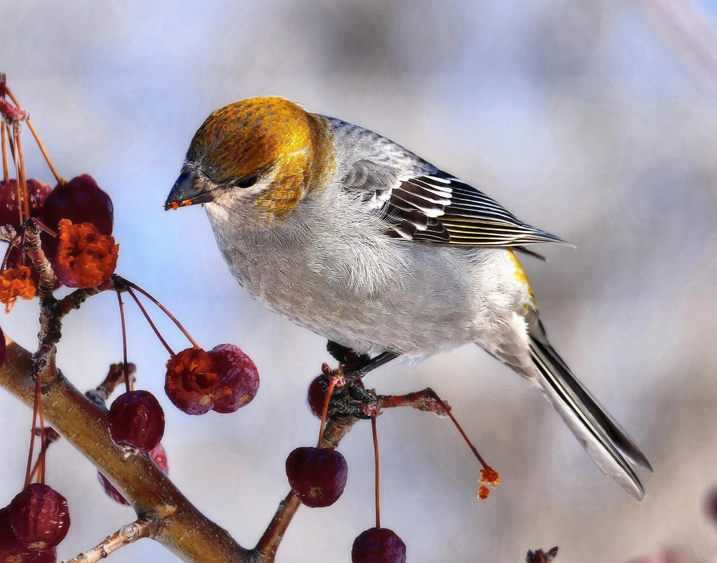 Pine Grosbeak