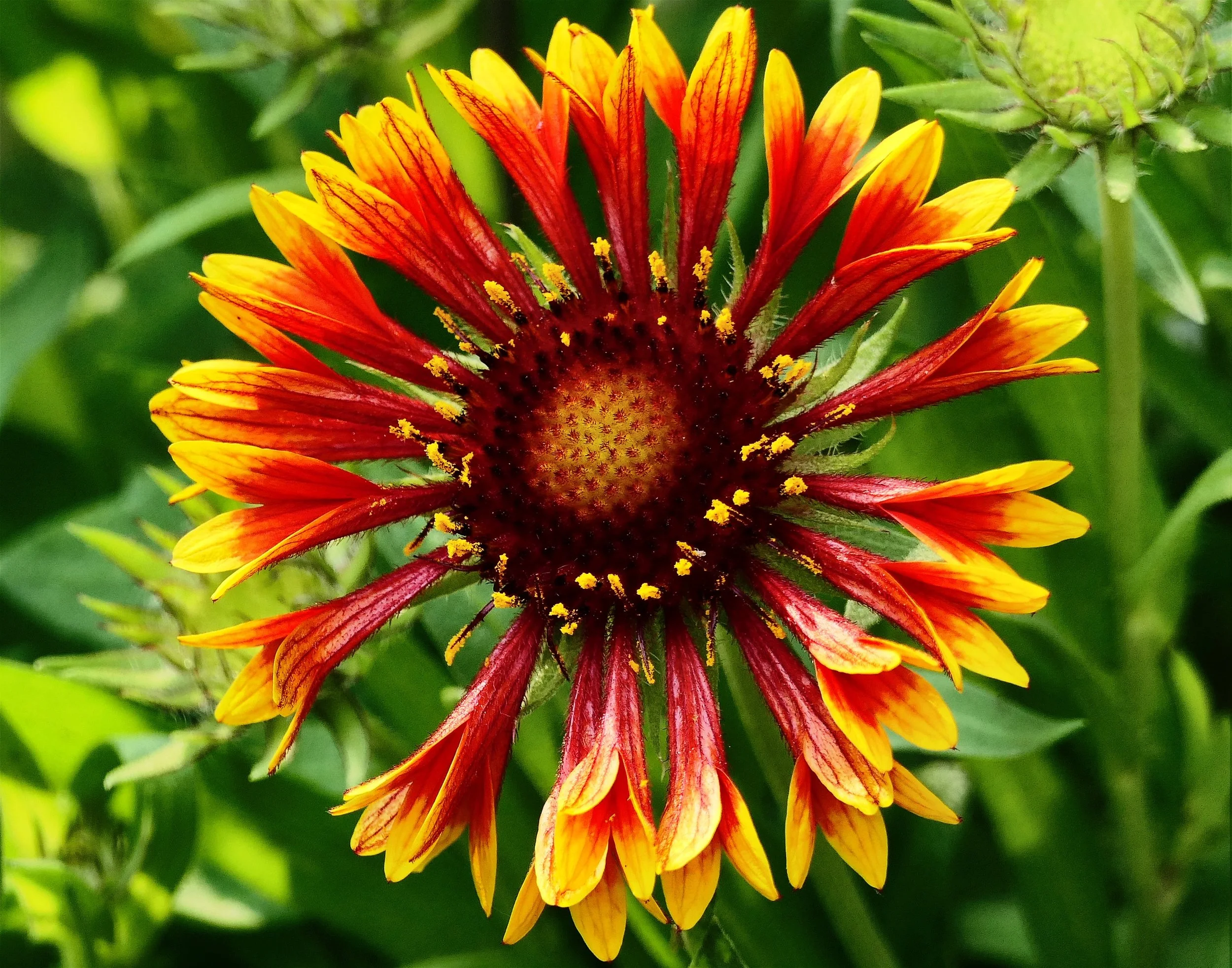 Blanket Flower (Gaillardia)