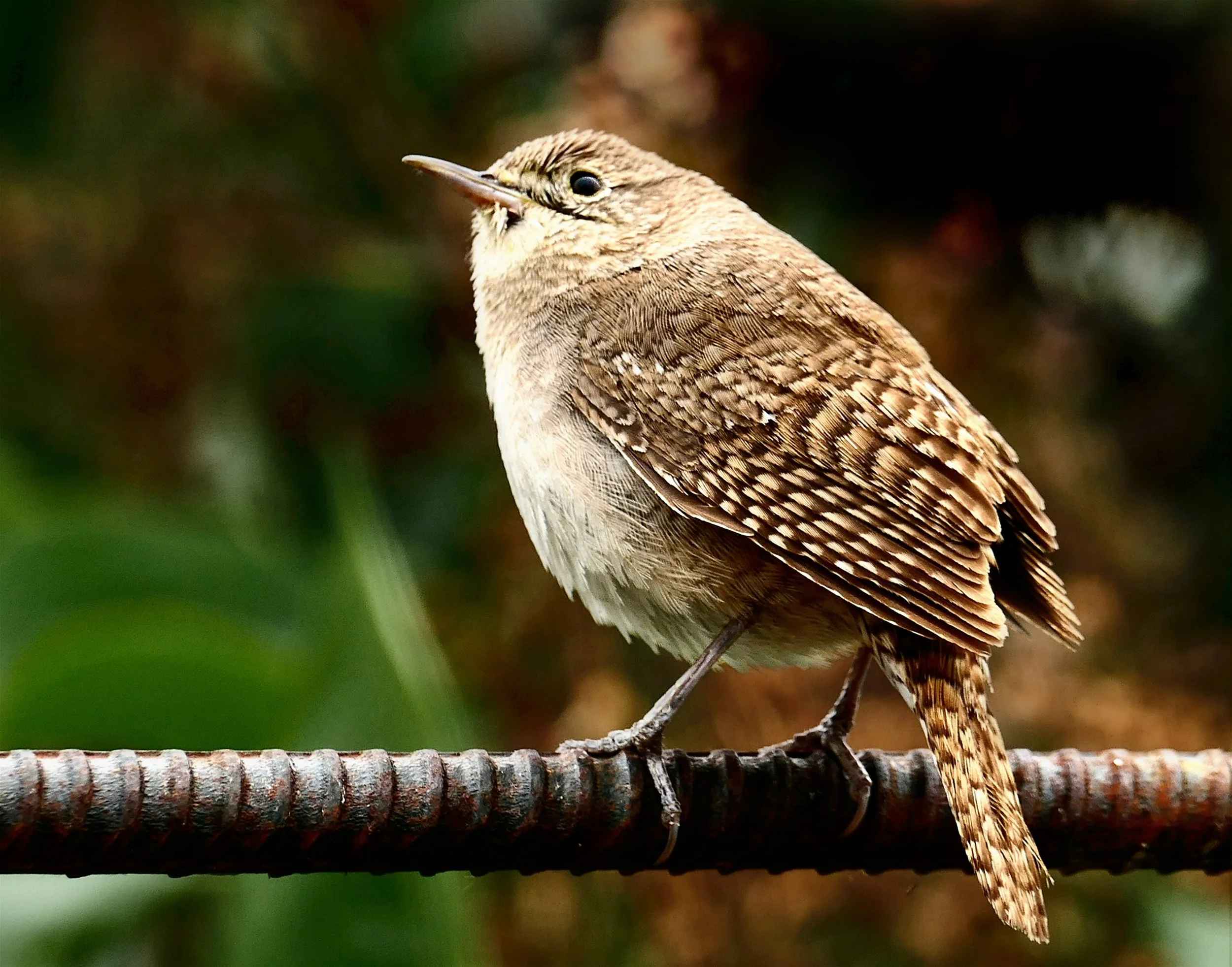 House Wren Zen
