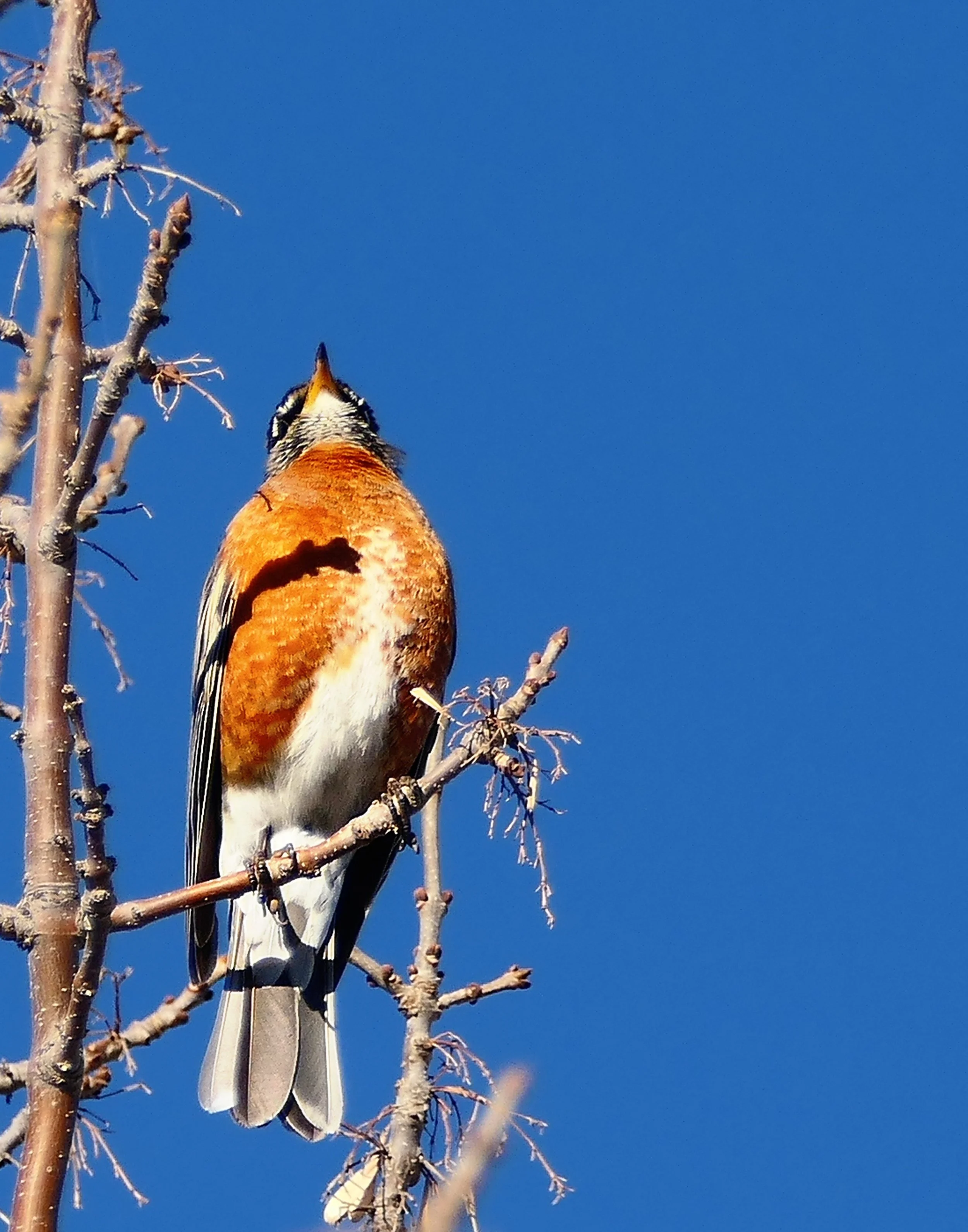 _260425_Robin_11x14.jpg