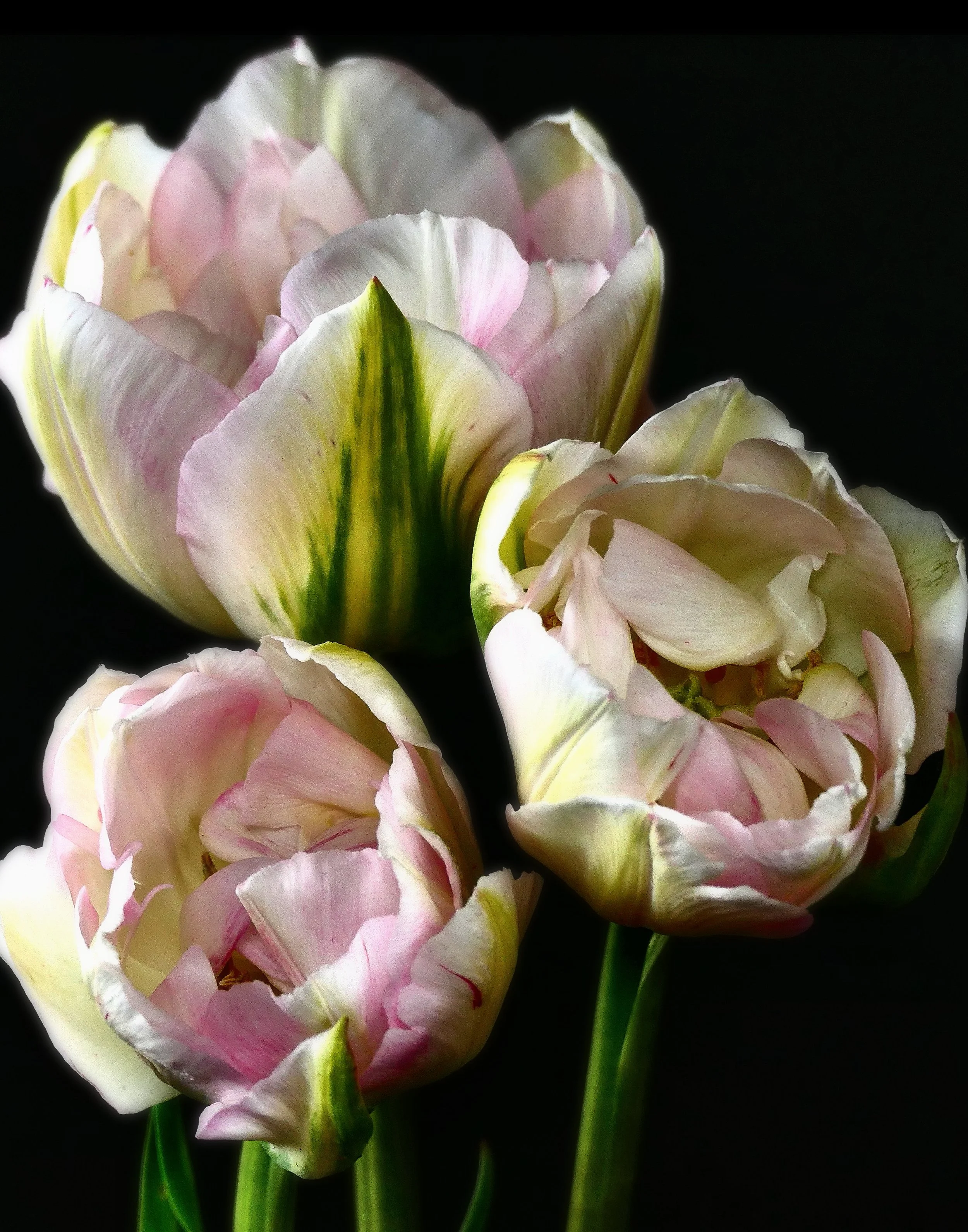 Species Tulips