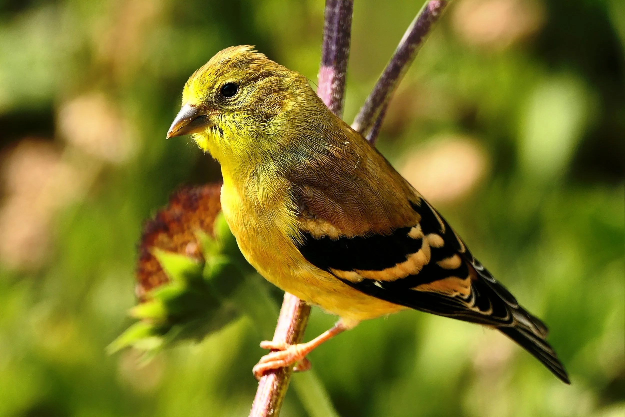 American Goldfinch Female
