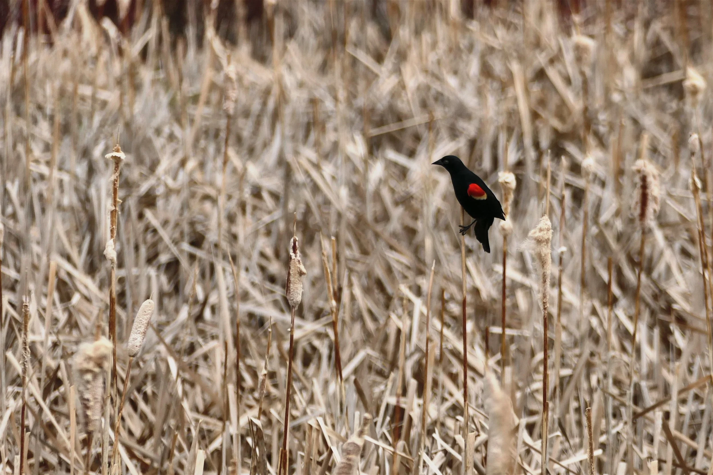 _260423_Redwing_18x12.jpg